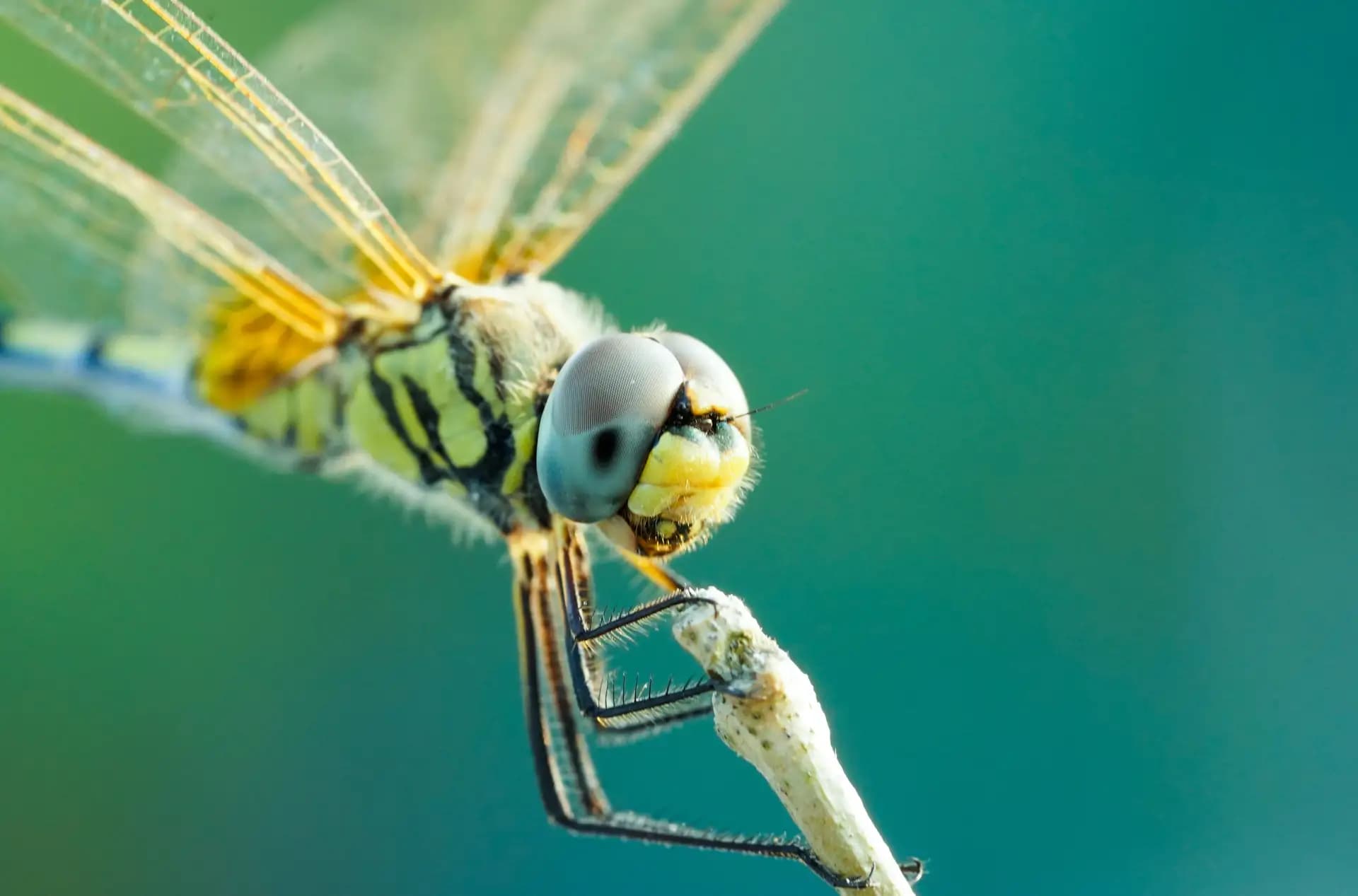 A beautiful dragonfly posing for a photo..