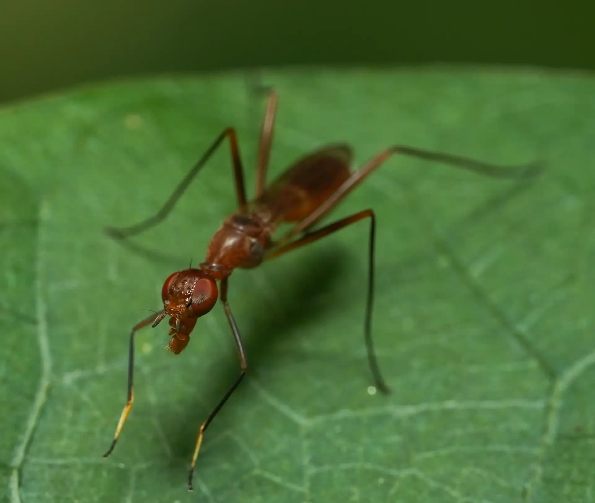 They look like ants but they are actually flies, trying to blend in..