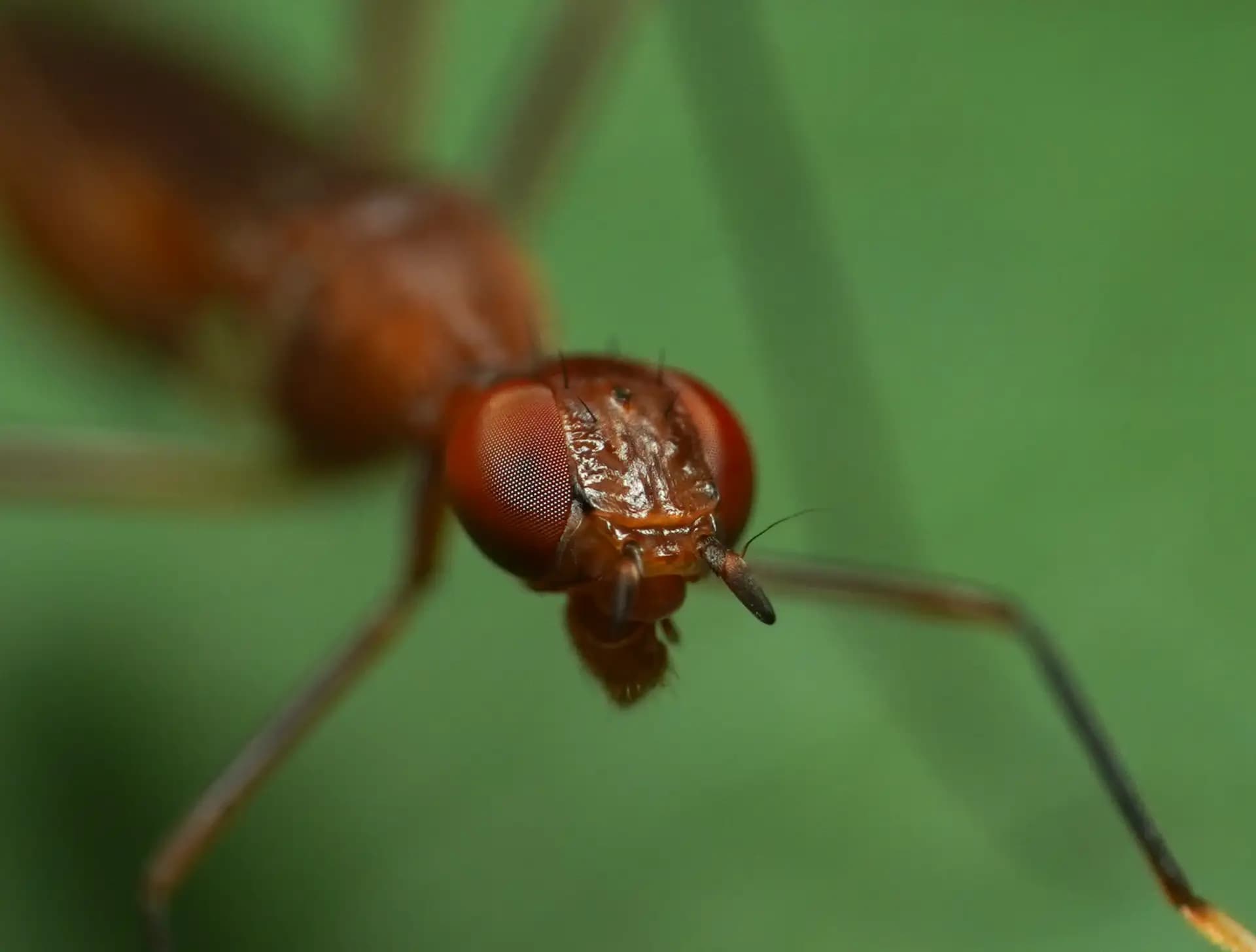 They look like ants but they are actually flies, trying to blend in..