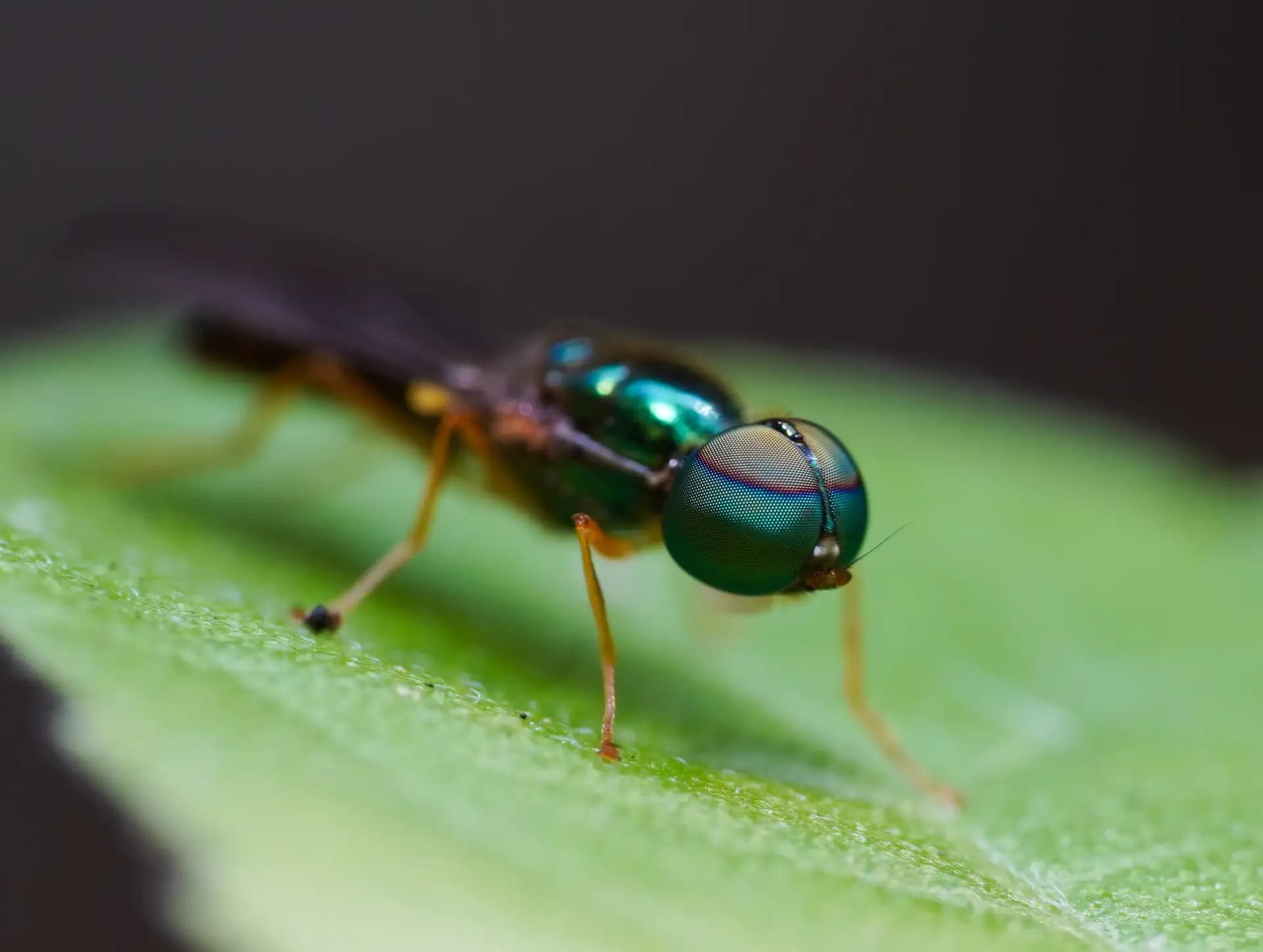 The soldier fly posing for a photo..