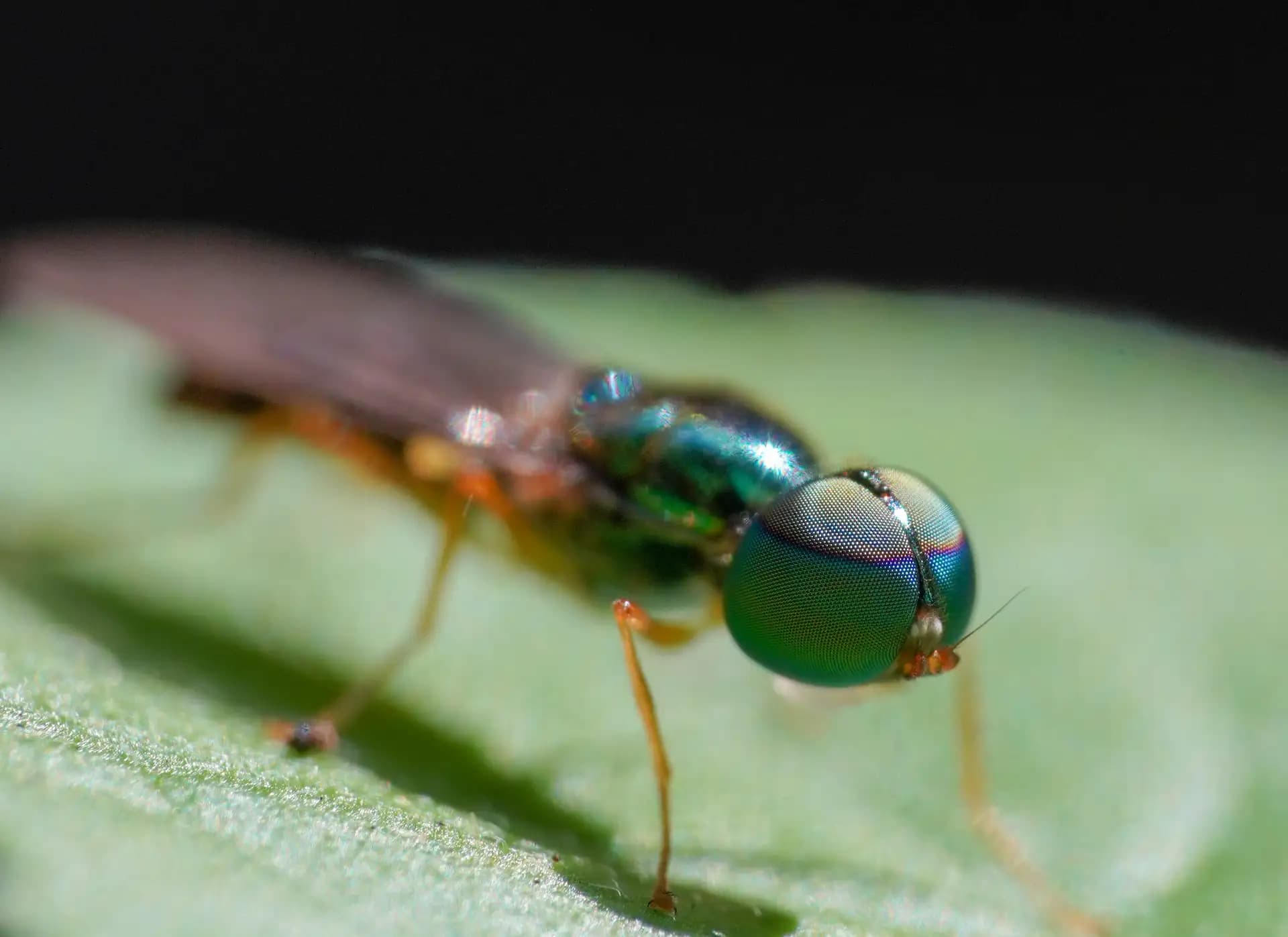 The soldier fly posing for a photo..
