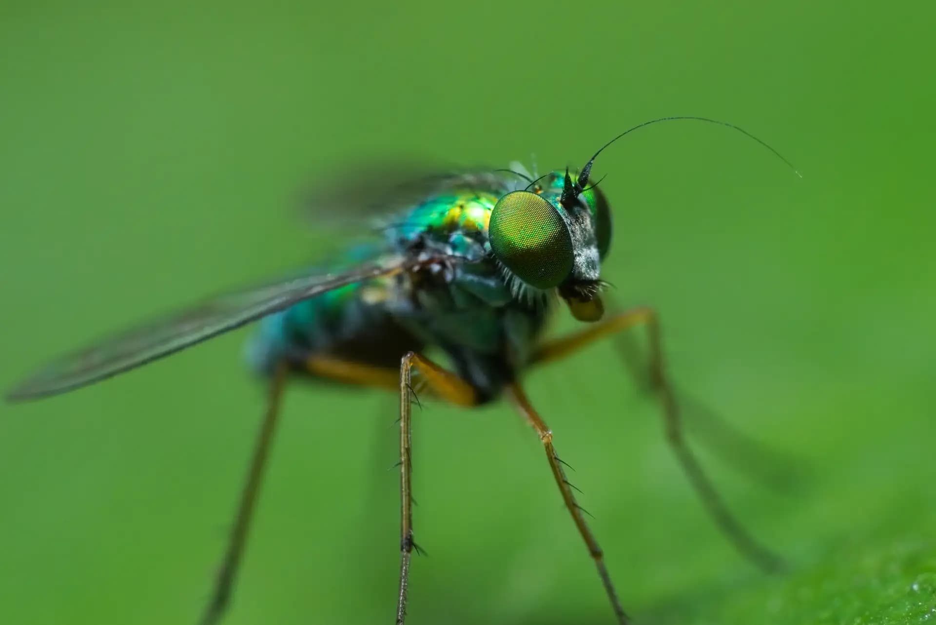 A beautiful fly posing for a photo..