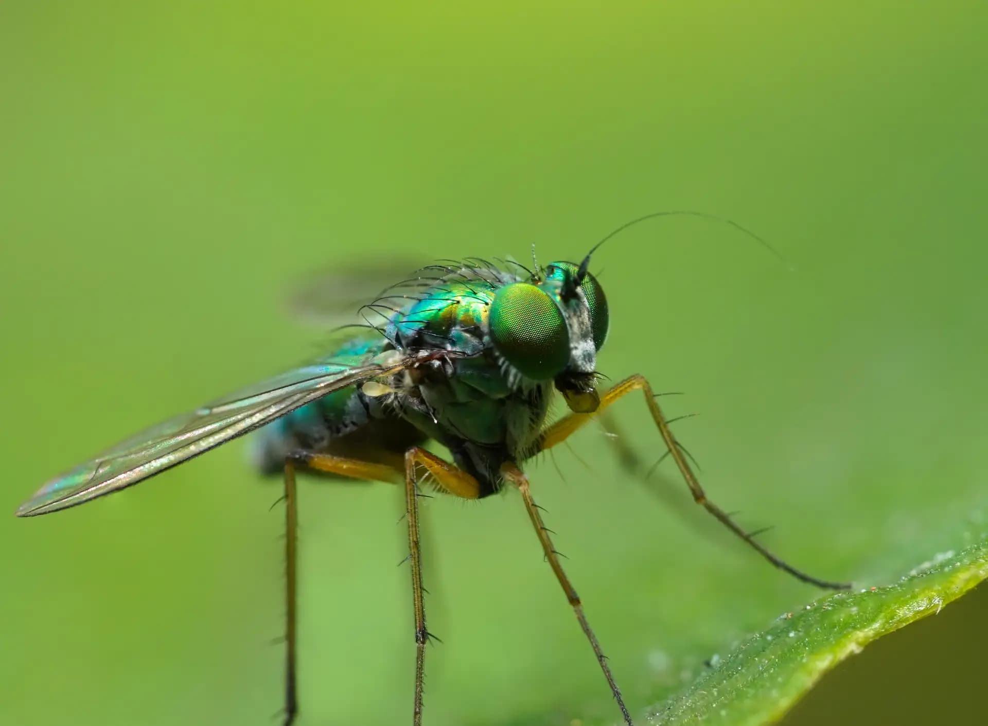 A beautiful fly posing for a photo..