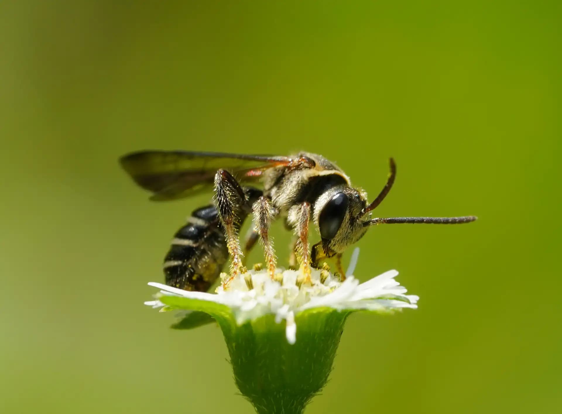 The sweet bee was having its lunch..