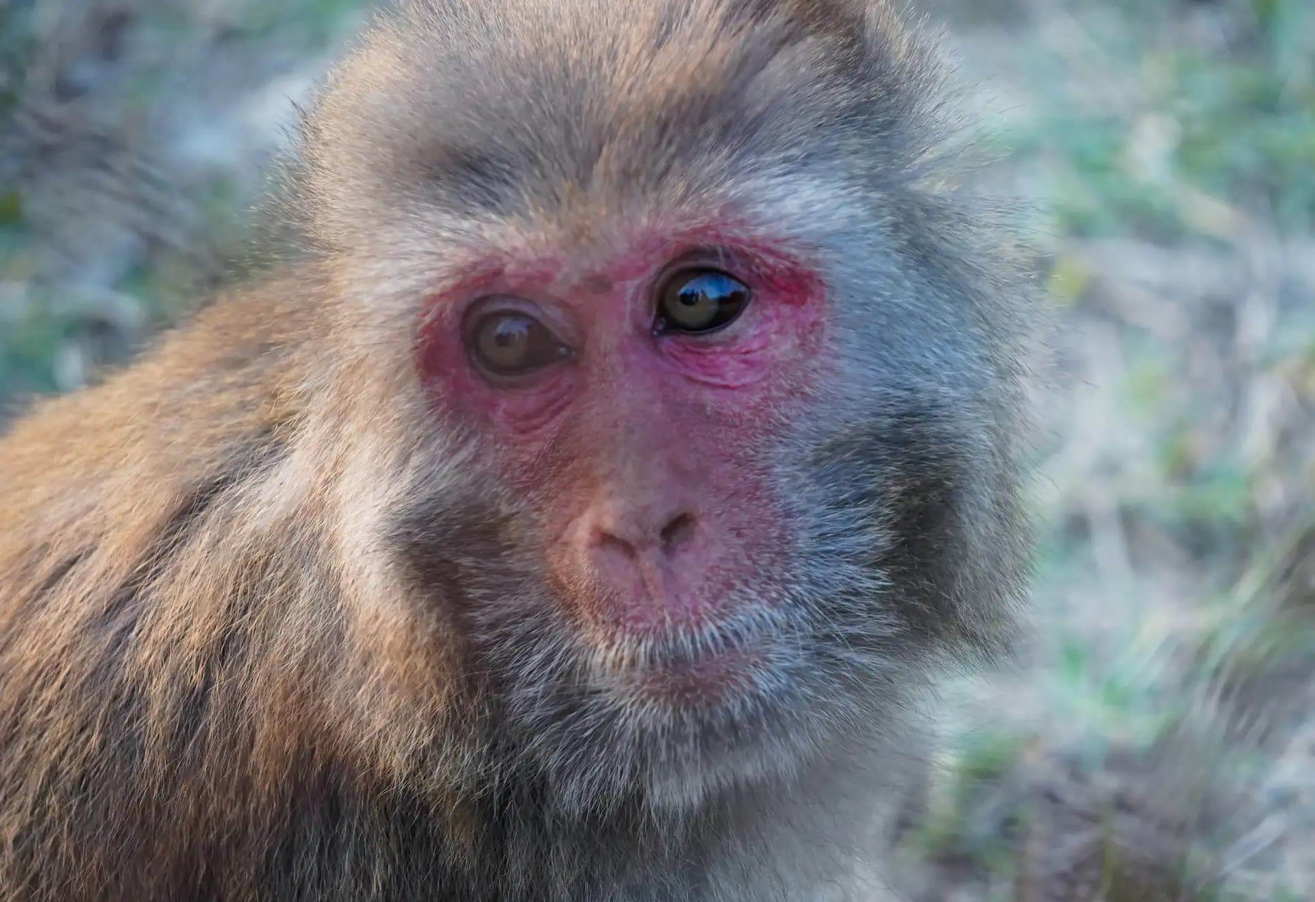 The monkey was looking pitiful..