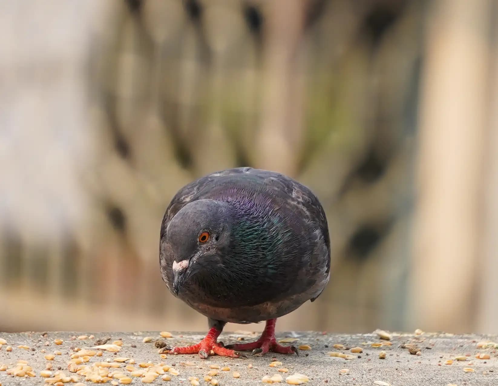 I saw this beautiful pigeon on our rooftop.