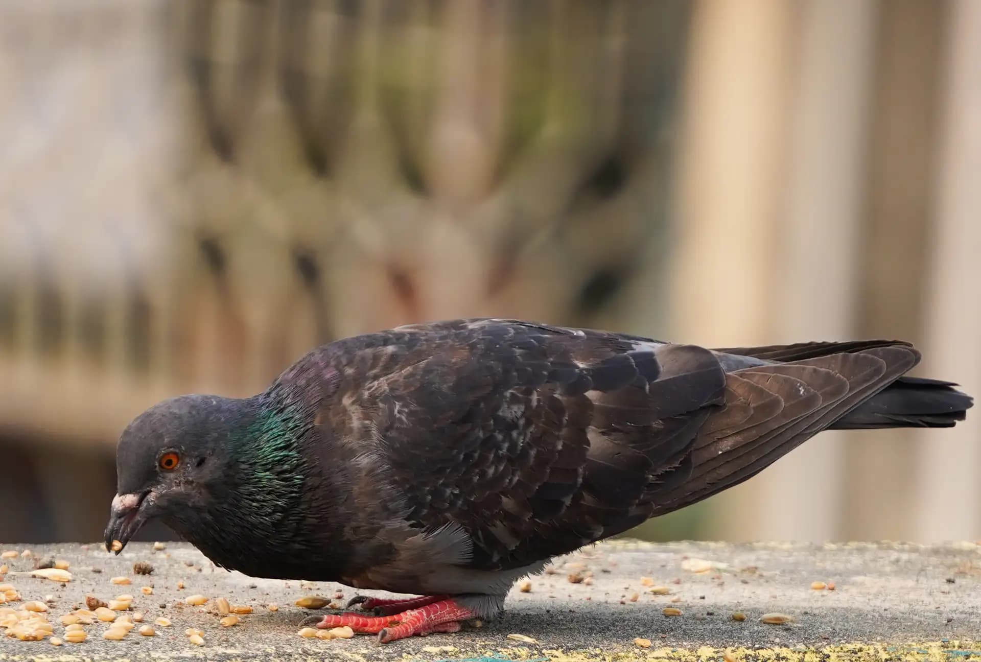 I saw this beautiful pigeon on our rooftop.