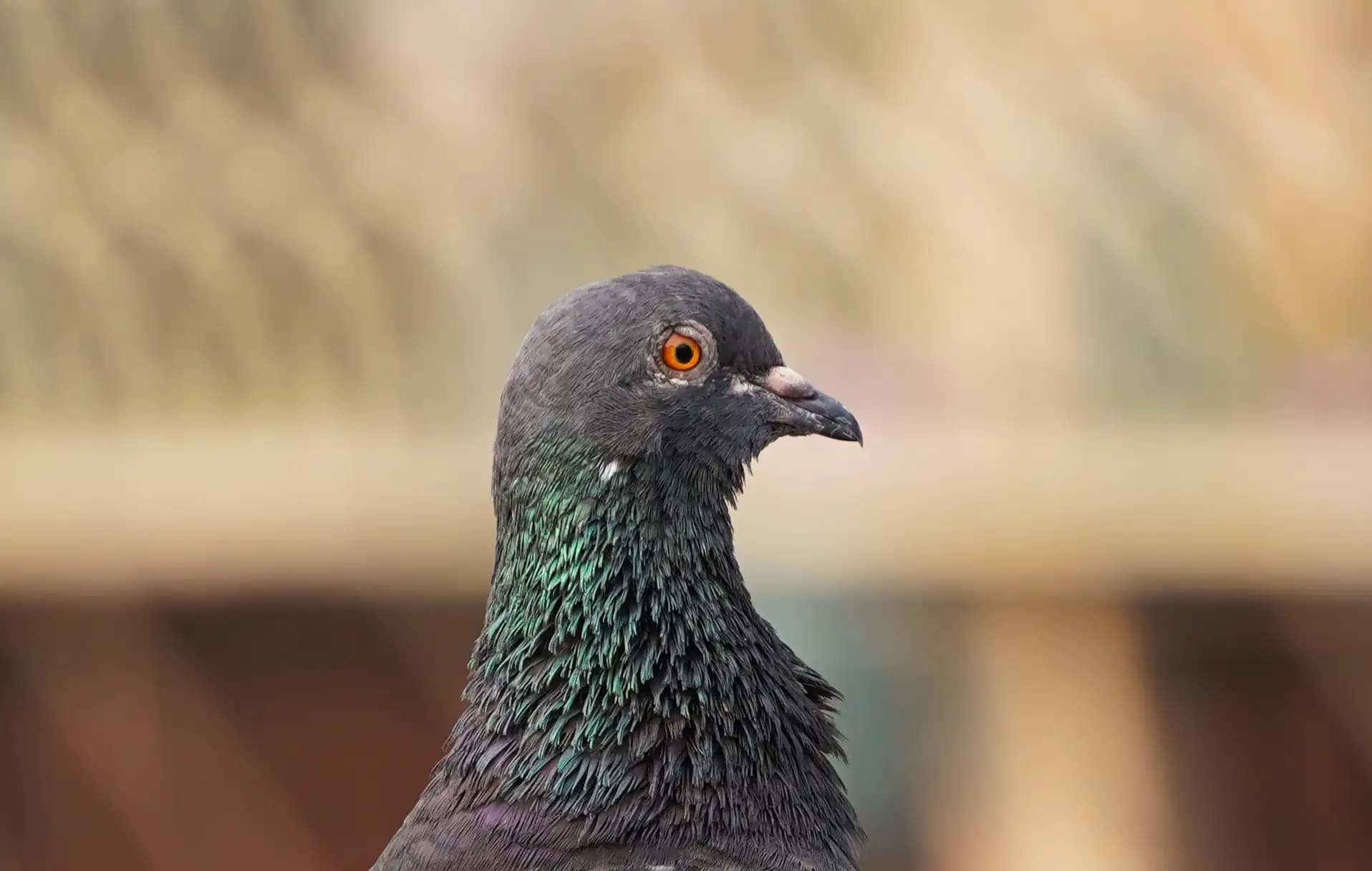 I saw this beautiful pigeon on our rooftop.