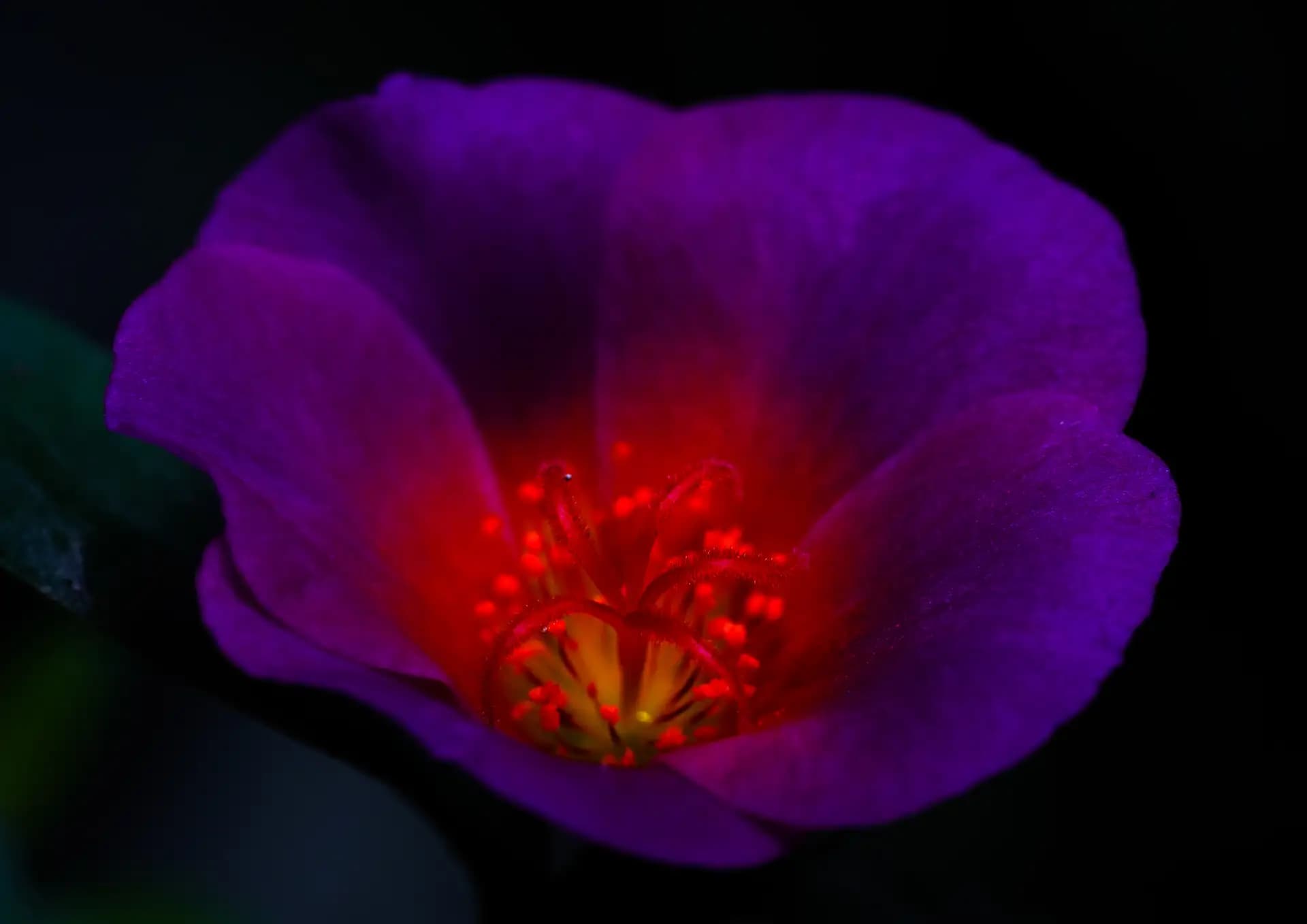 A beautiful glowing flower.