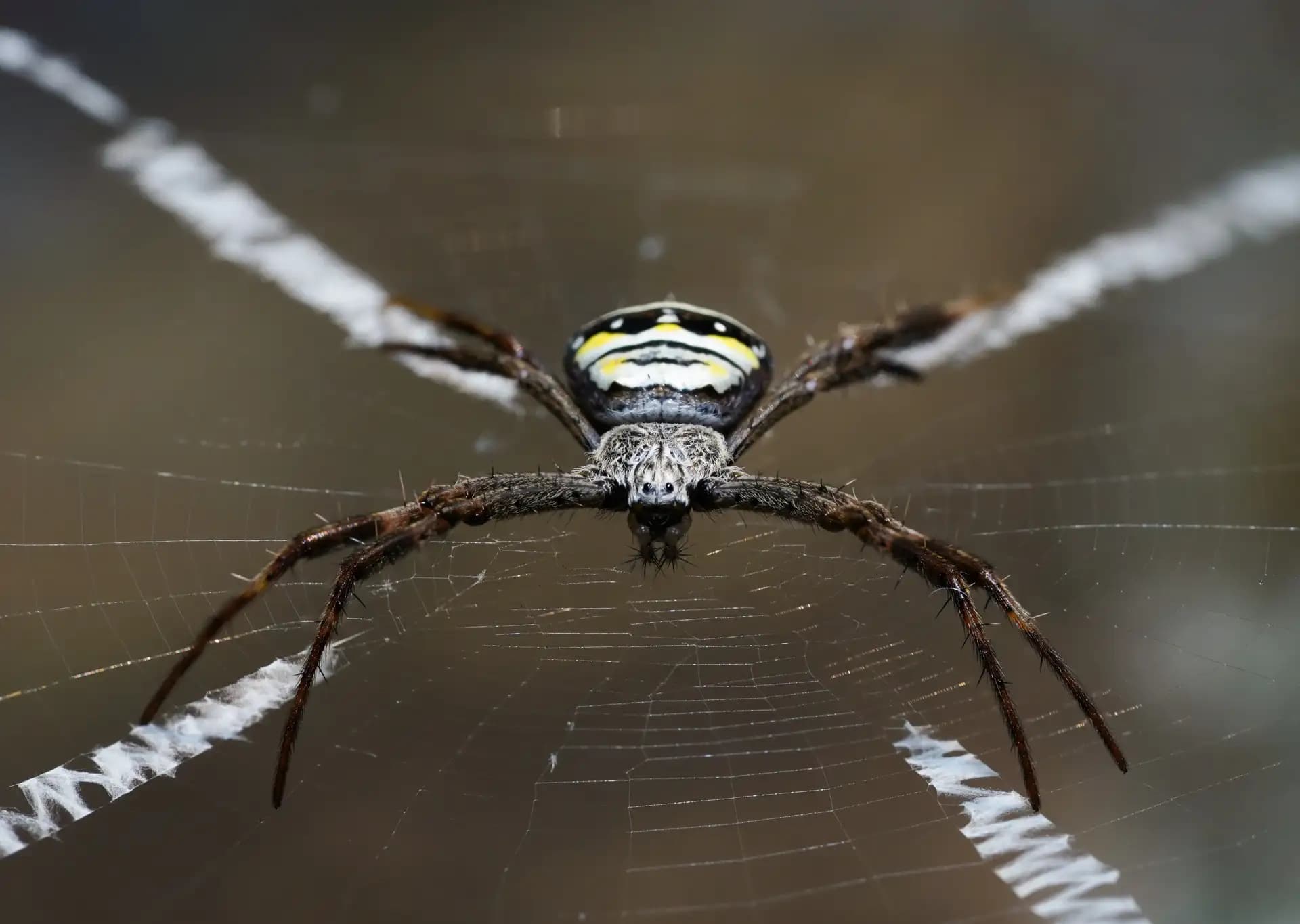 A fierce little spider looking directly at the camera.