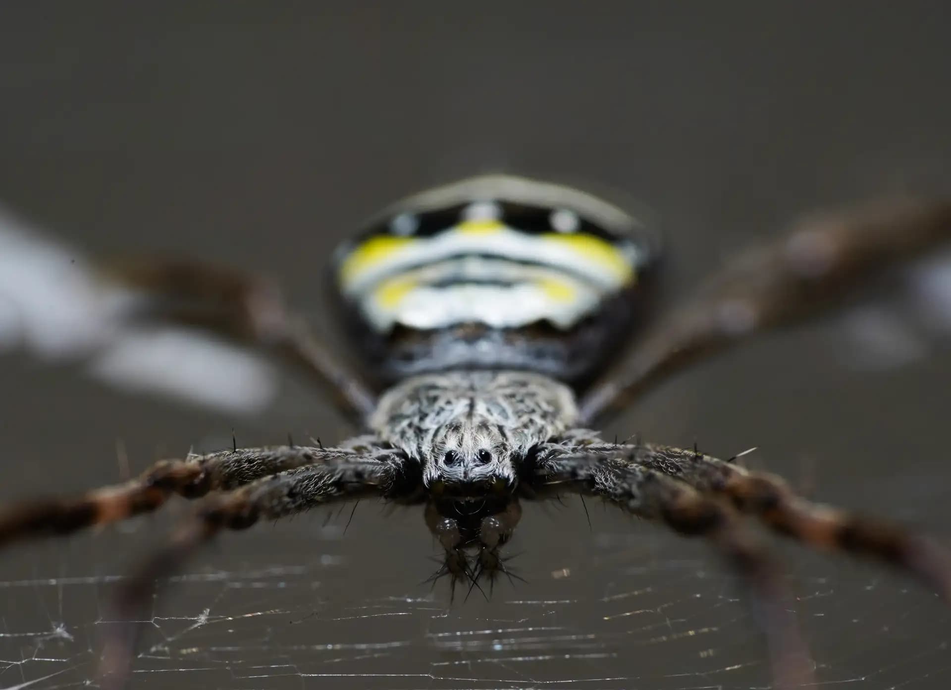 A fierce little spider looking directly at the camera.