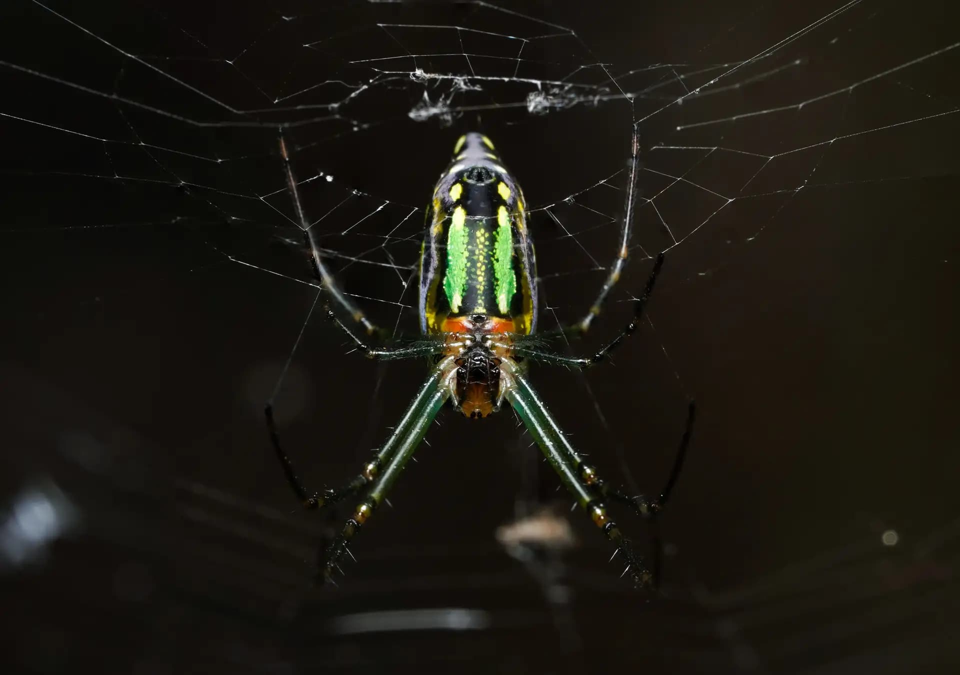 A beautiful spider posing for a photo..