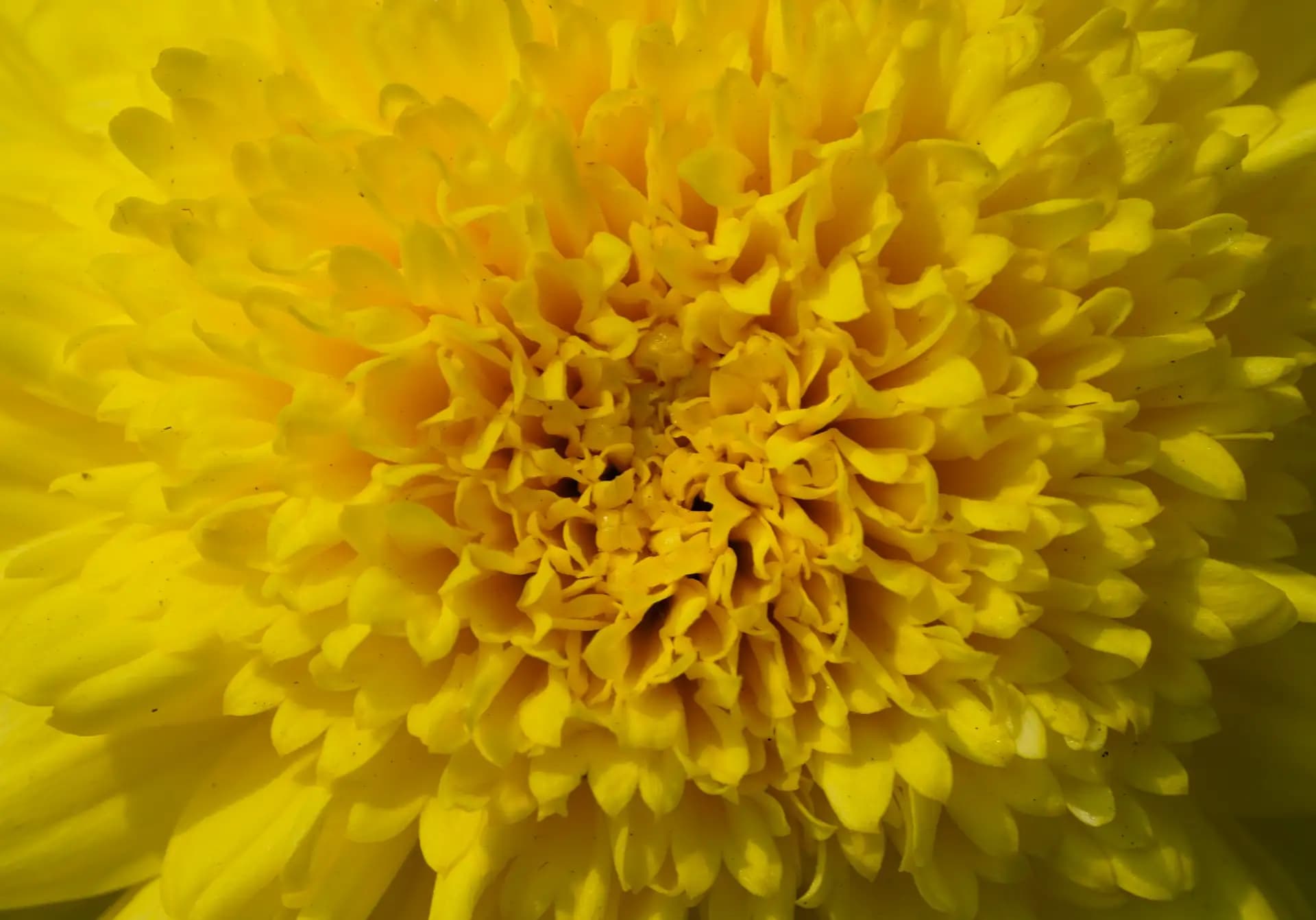 An extreme closup of this beautiful flower..