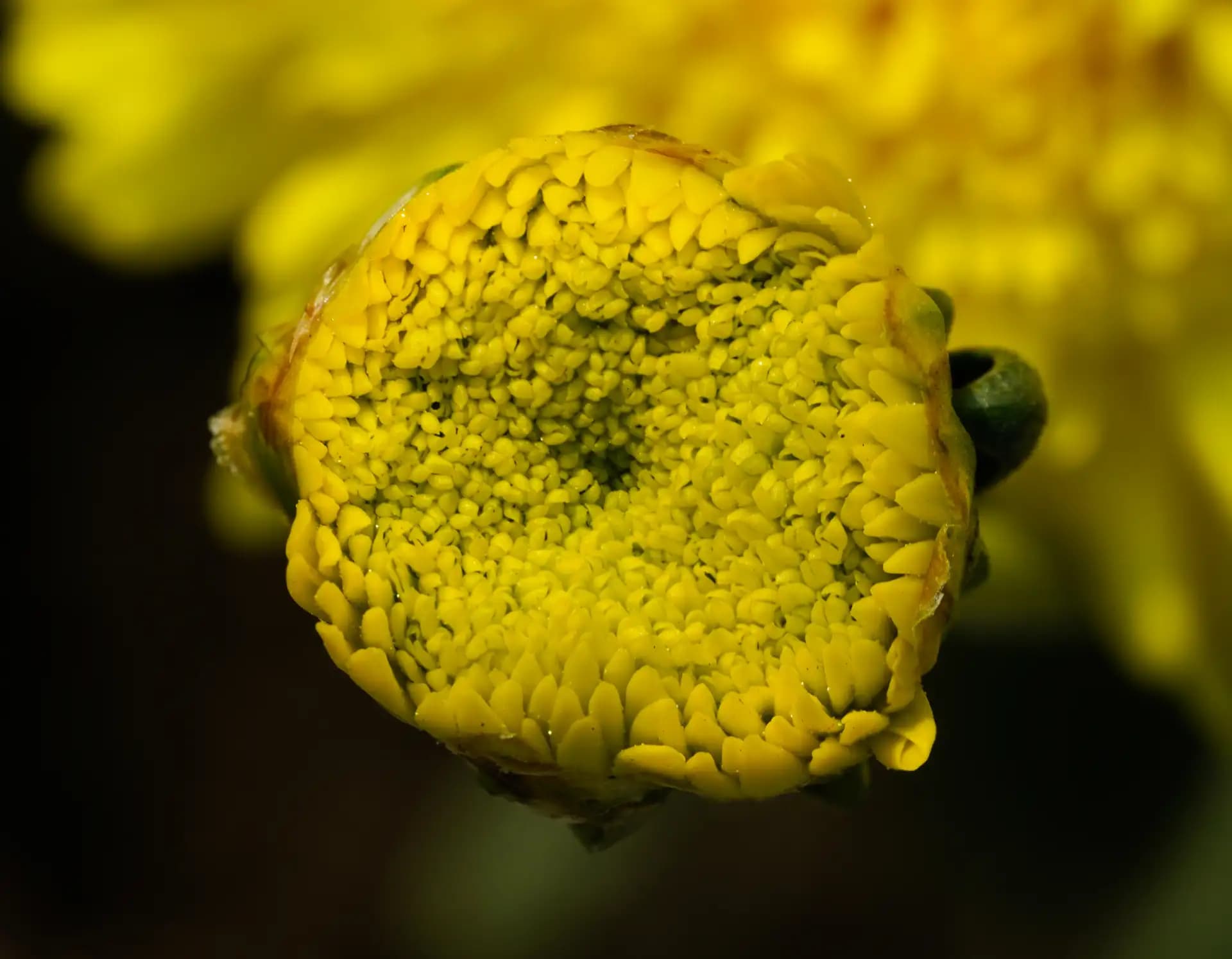 An extreme closup of this beautiful flower..