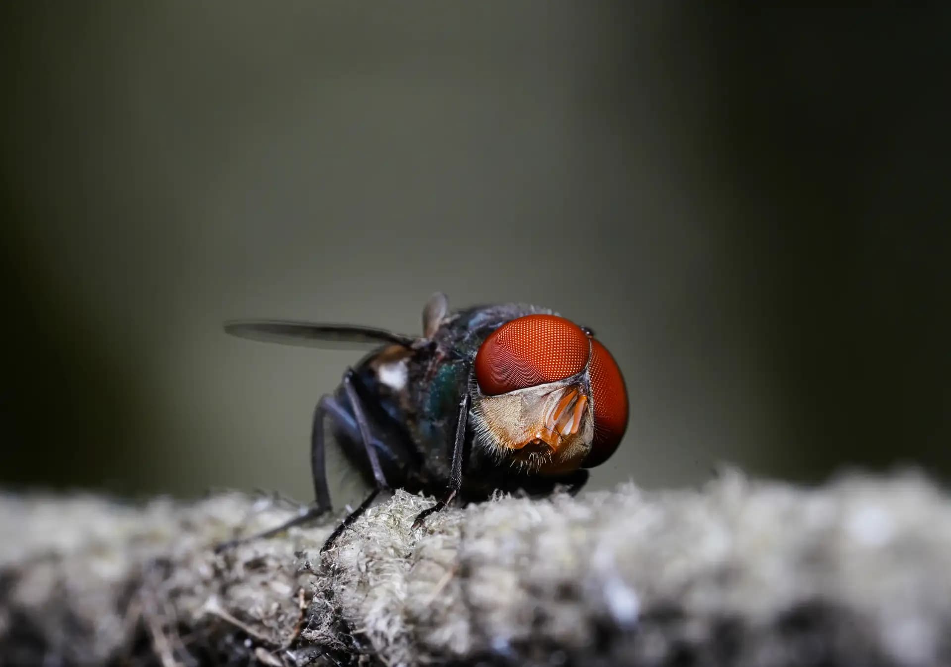 A beautiful fly posing for a photo..
