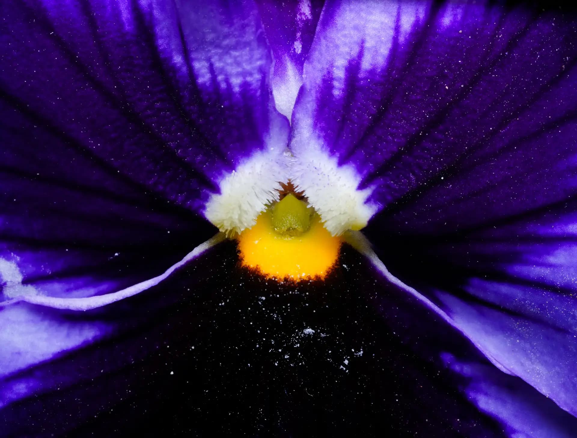 An extreme closeup of this beautiful flower, pansy.