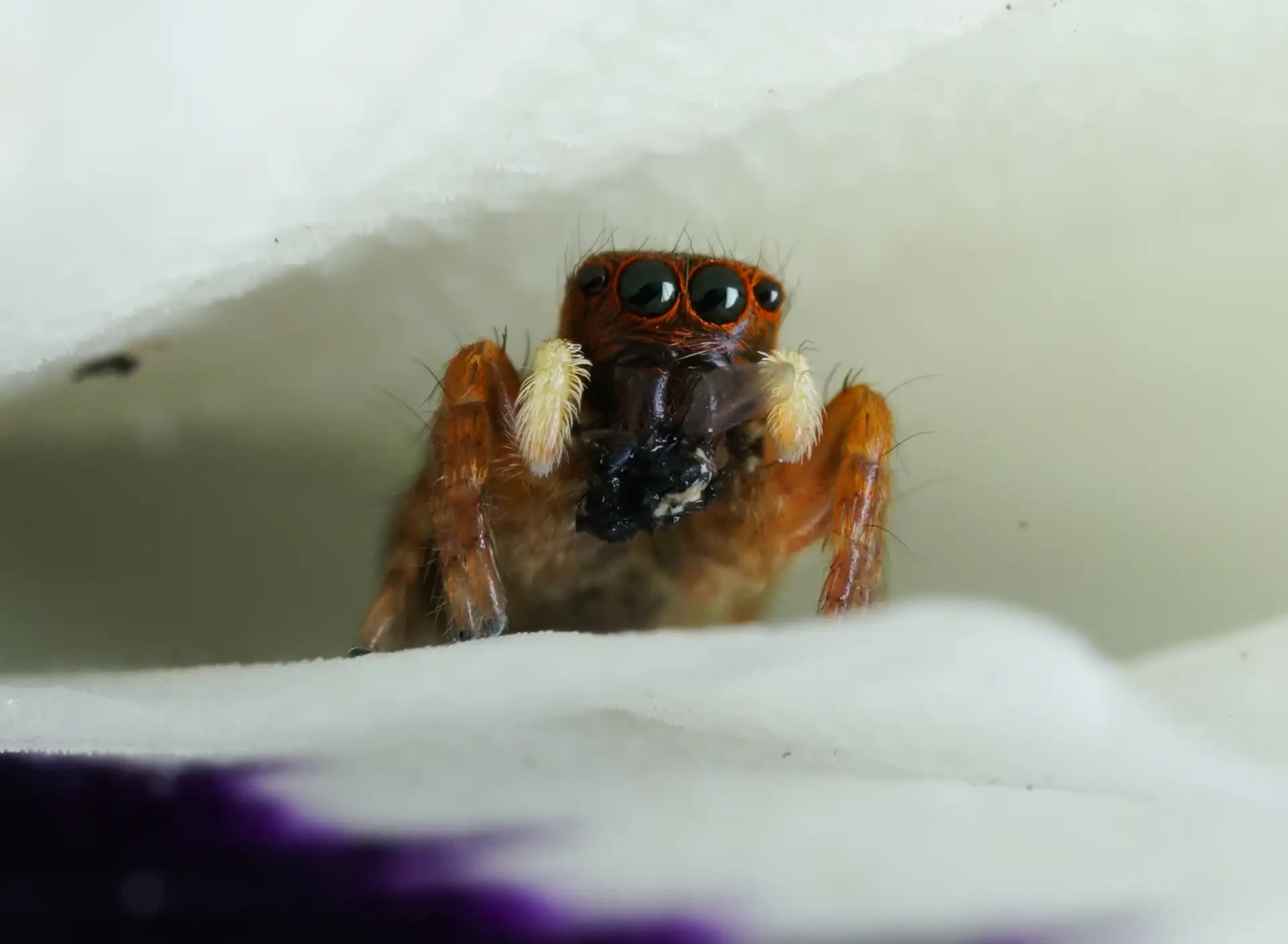A cute tiny spider was having its lunch inside the flower.