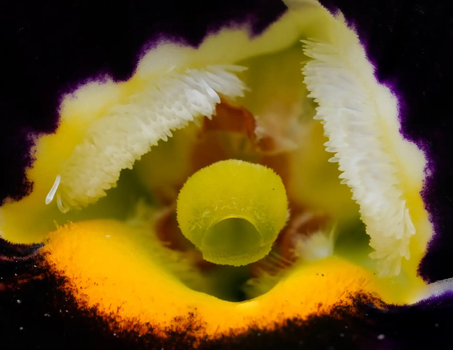 An extreme closup of the stigma of pansy.