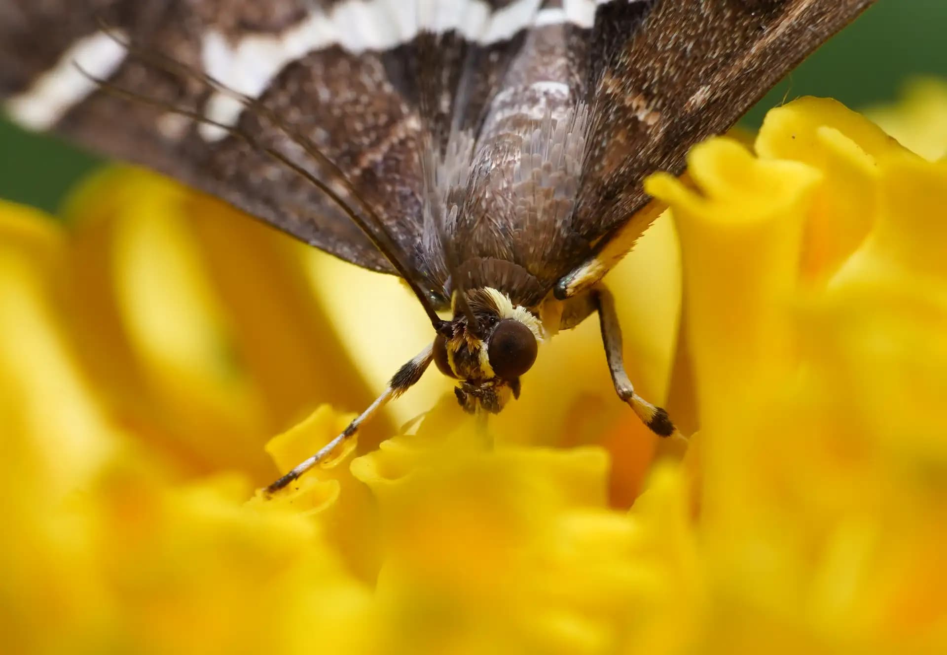 A beautiful moth was having its lunch..