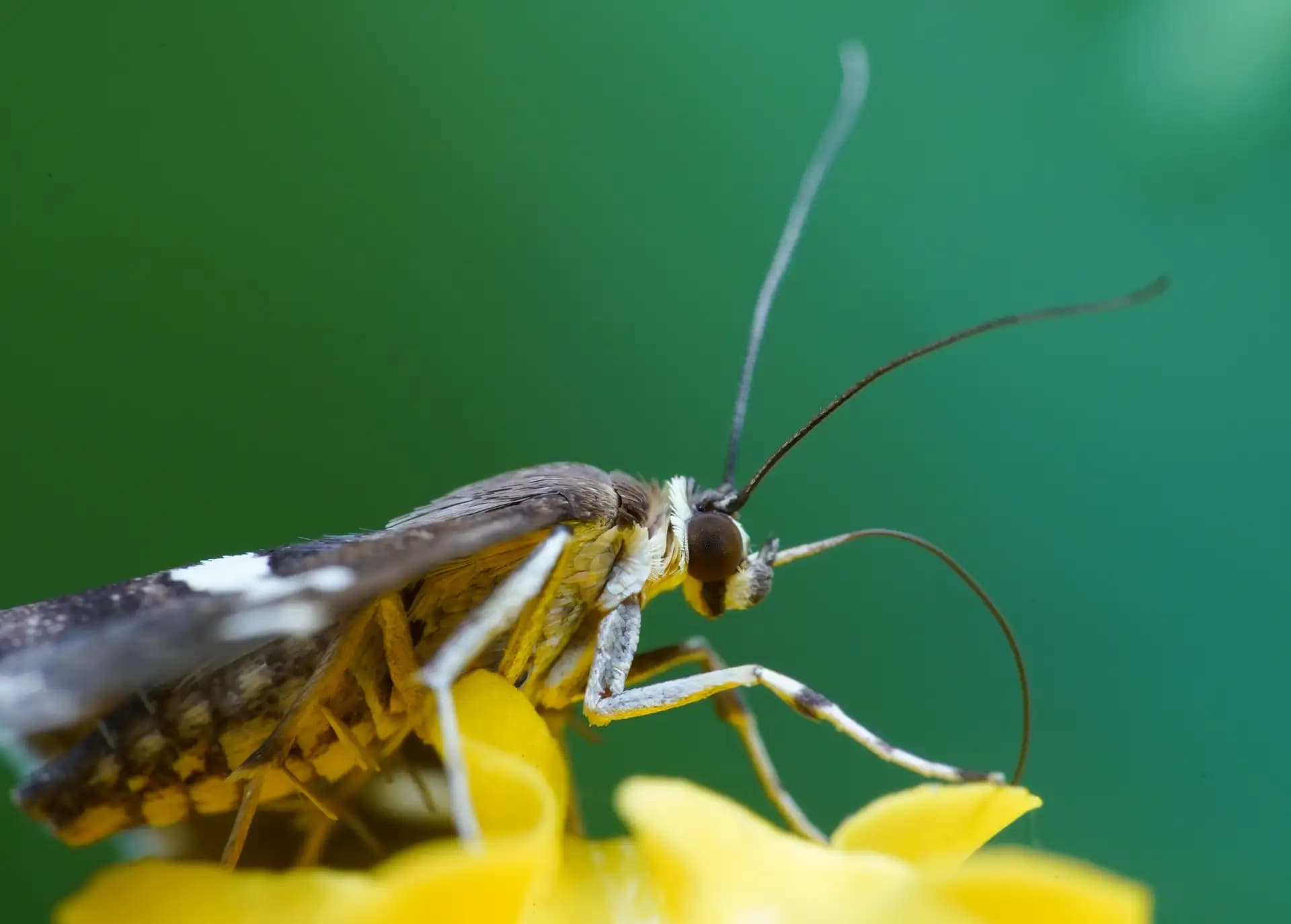 A beautiful moth is posing for a photo..