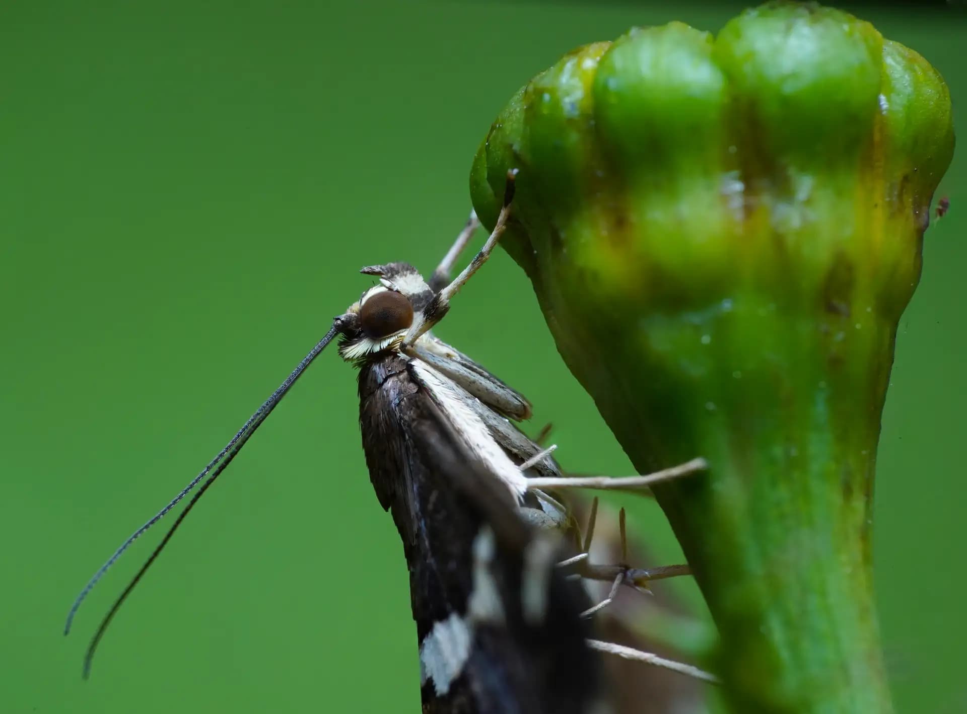 A beautiful moth is posing for a photo..