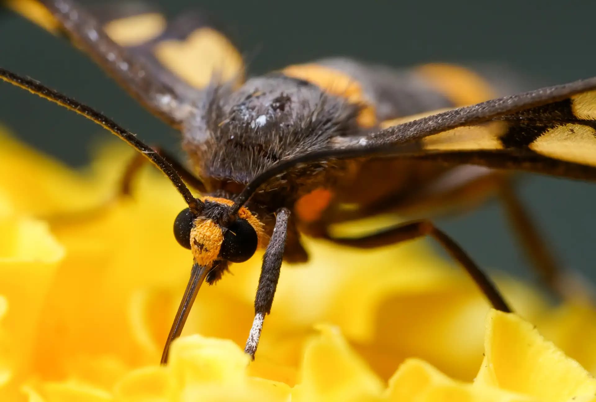 A beautiful moth is posing for a photo..