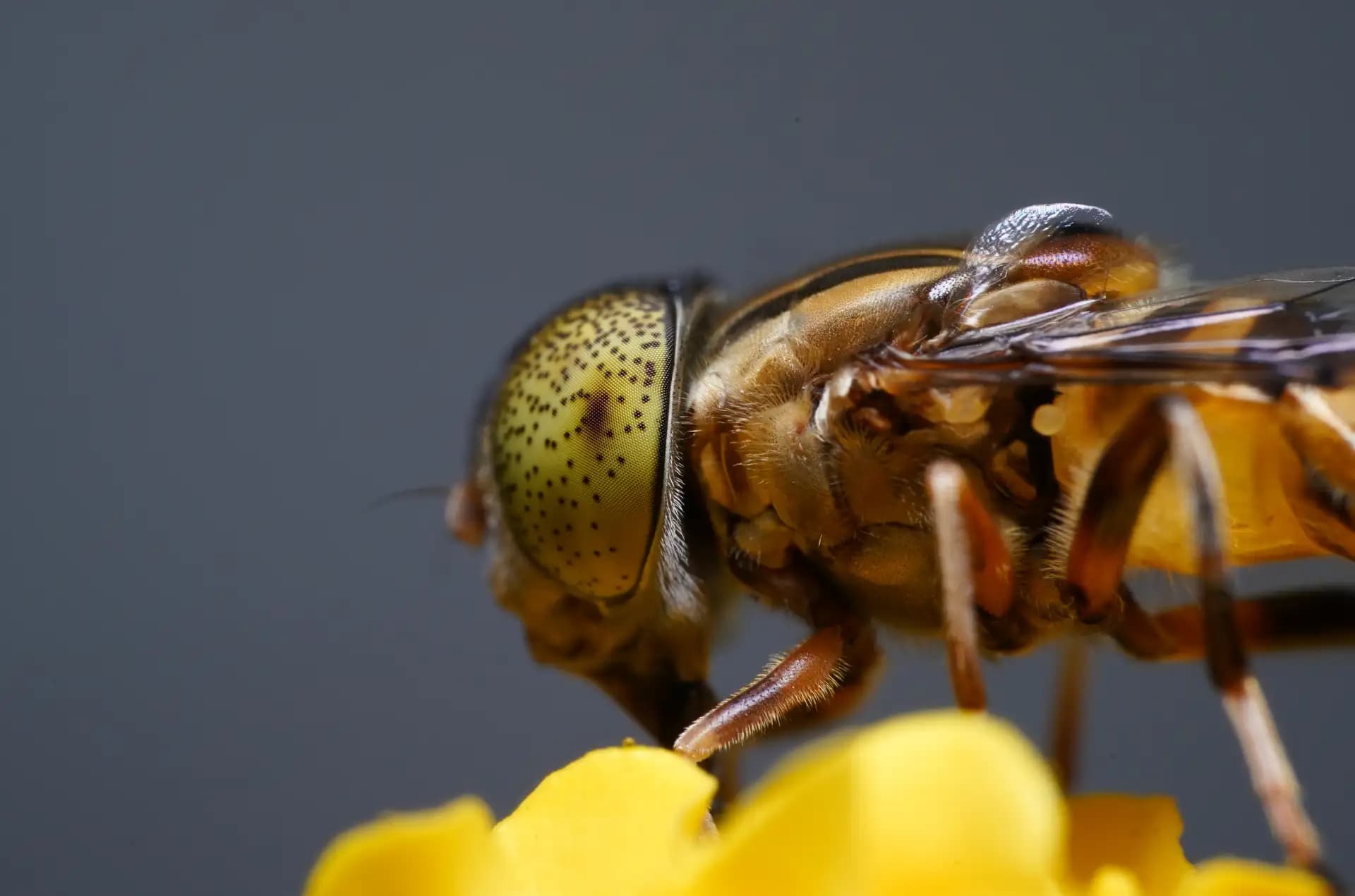 A beautiful lagoon fly posing for a photo..