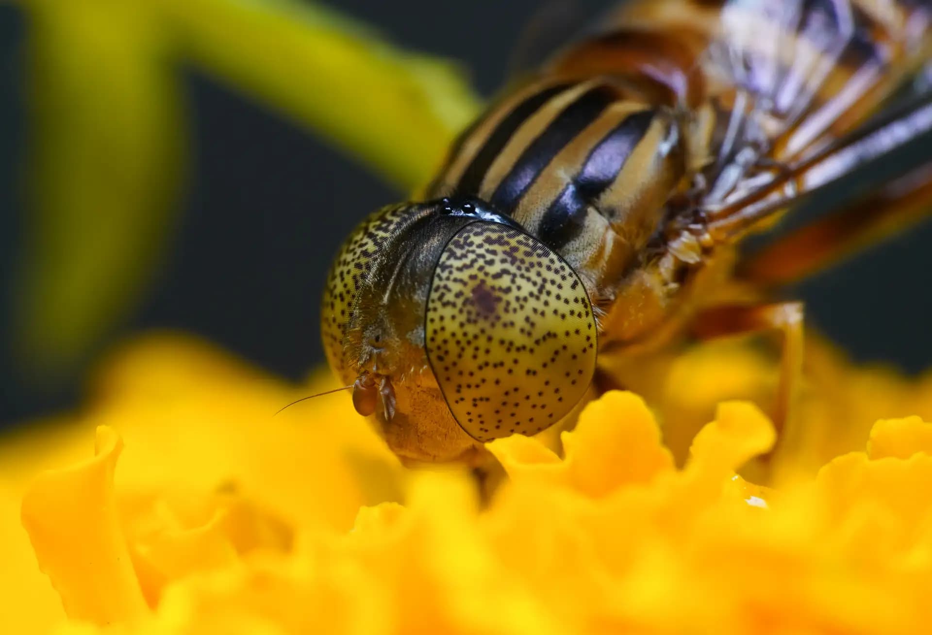 A beautiful lagoon fly posing for a photo..