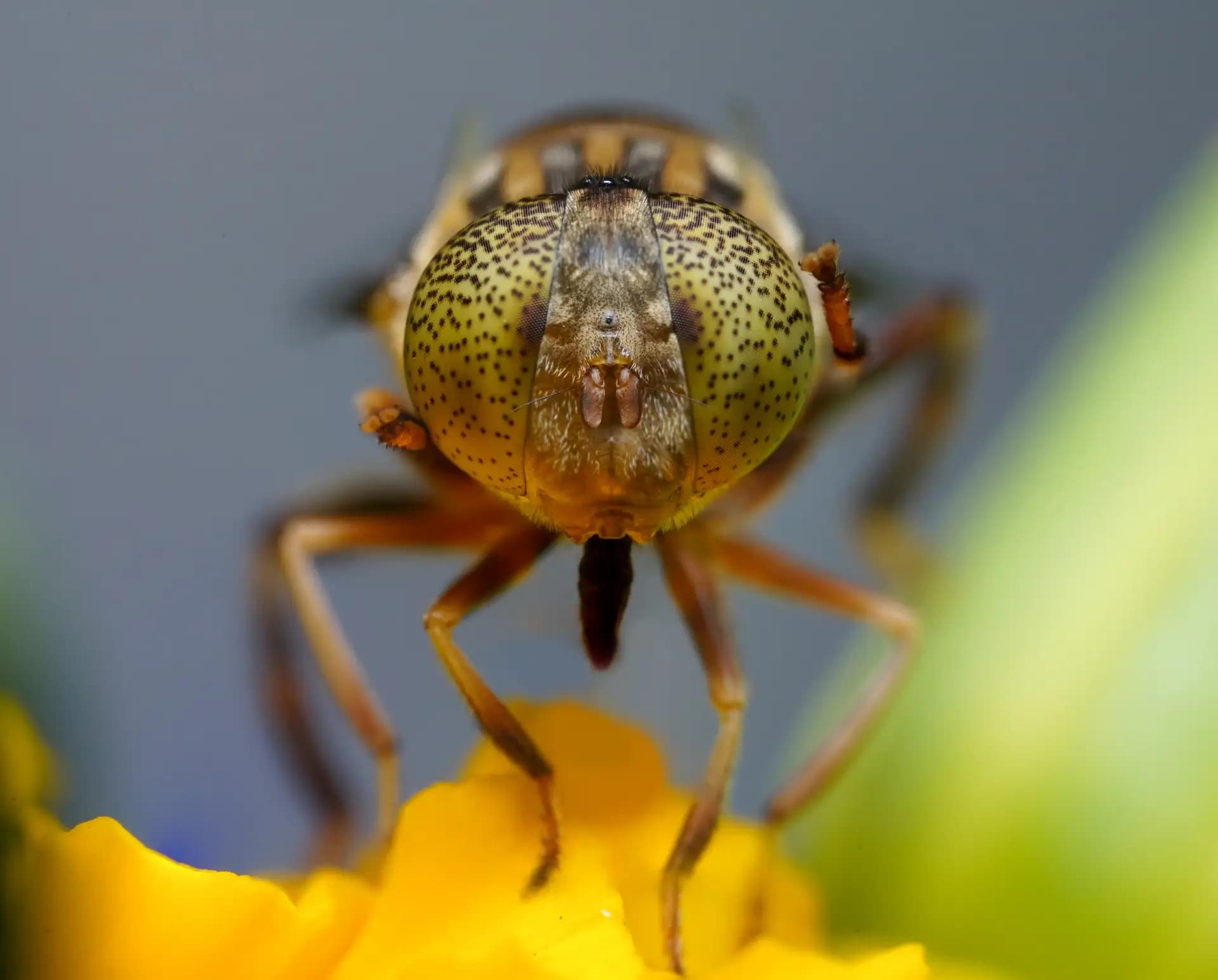 A beautiful lagoon fly posing for a photo..