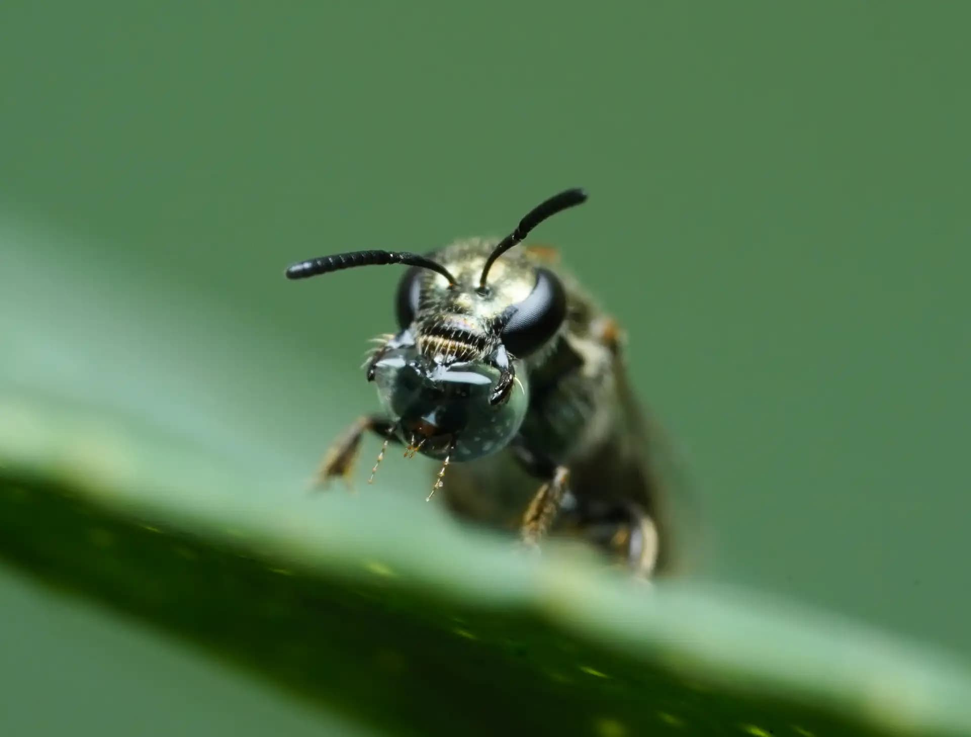 The dwarf honey bee was blowing liquid bubbles.