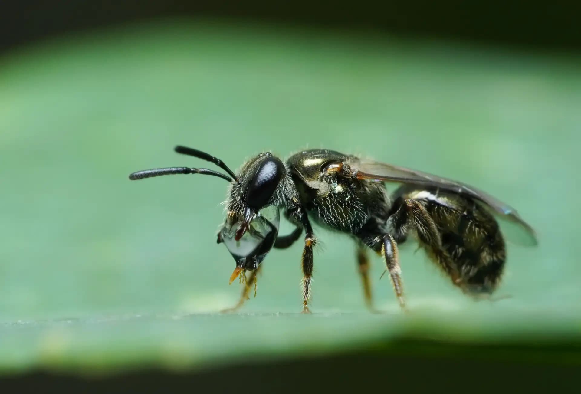 The dwarf honey bee was blowing liquid bubbles.