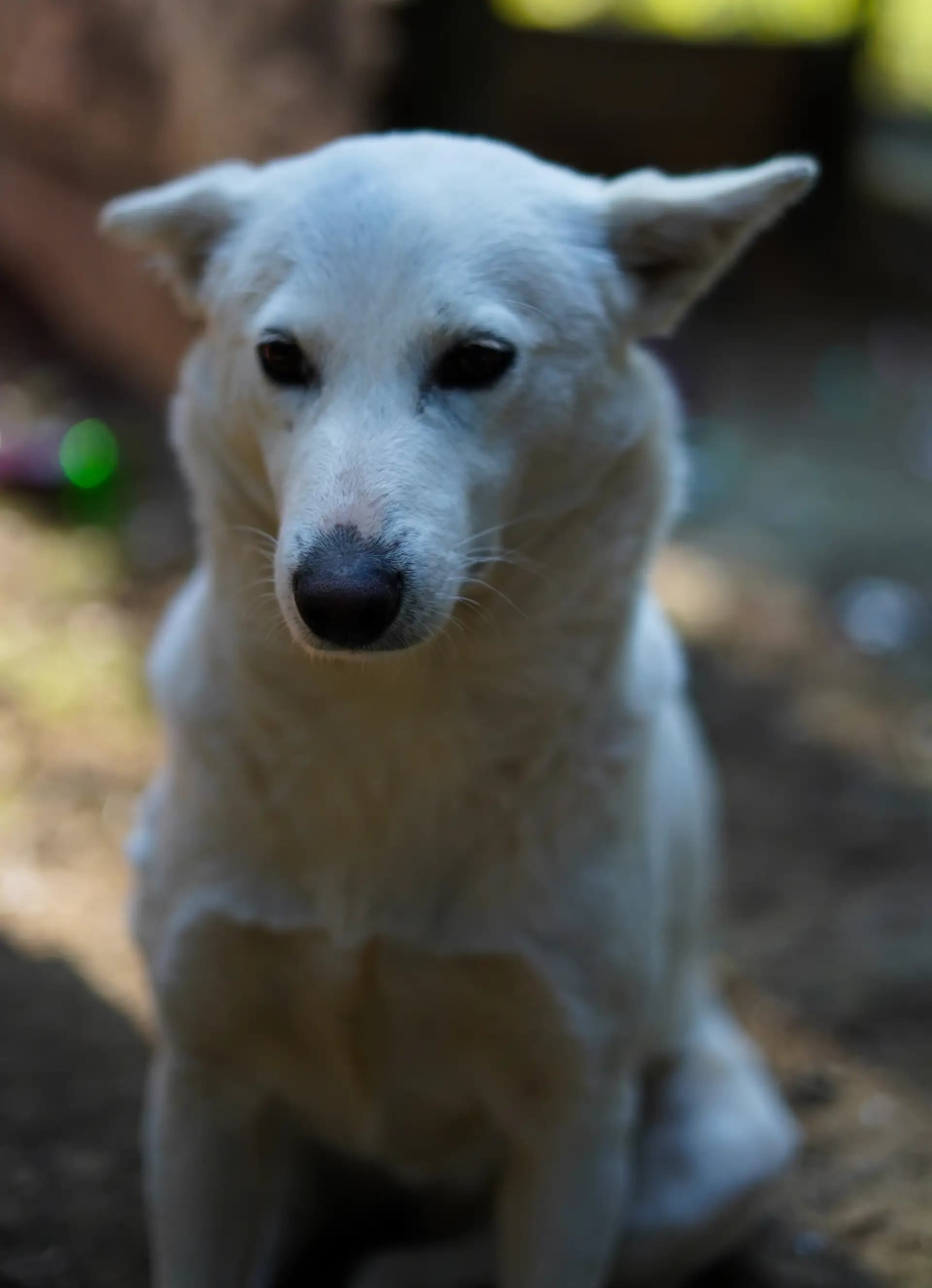 I saw this beautiful doggy in Mirik.