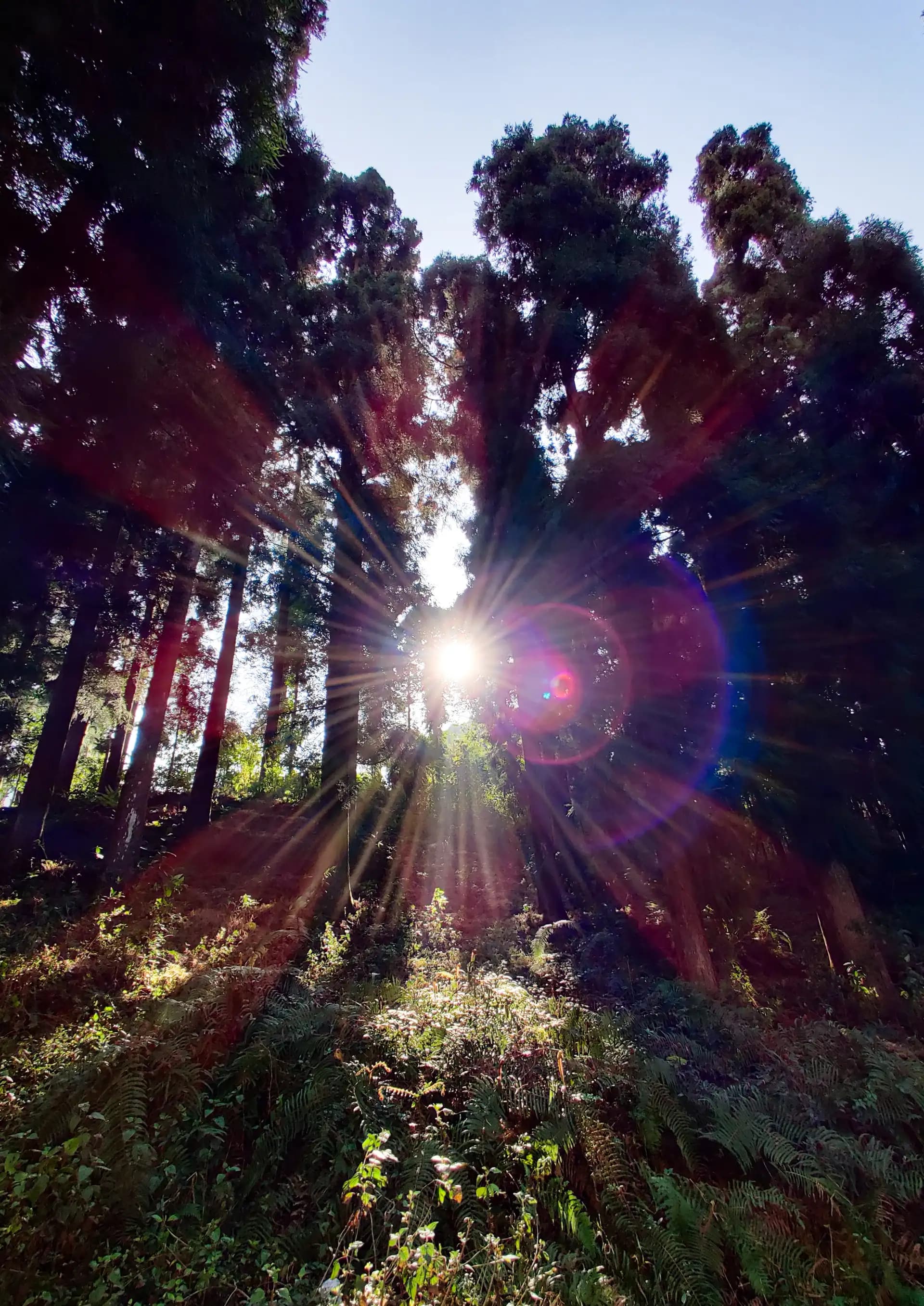 Dispersion of light..