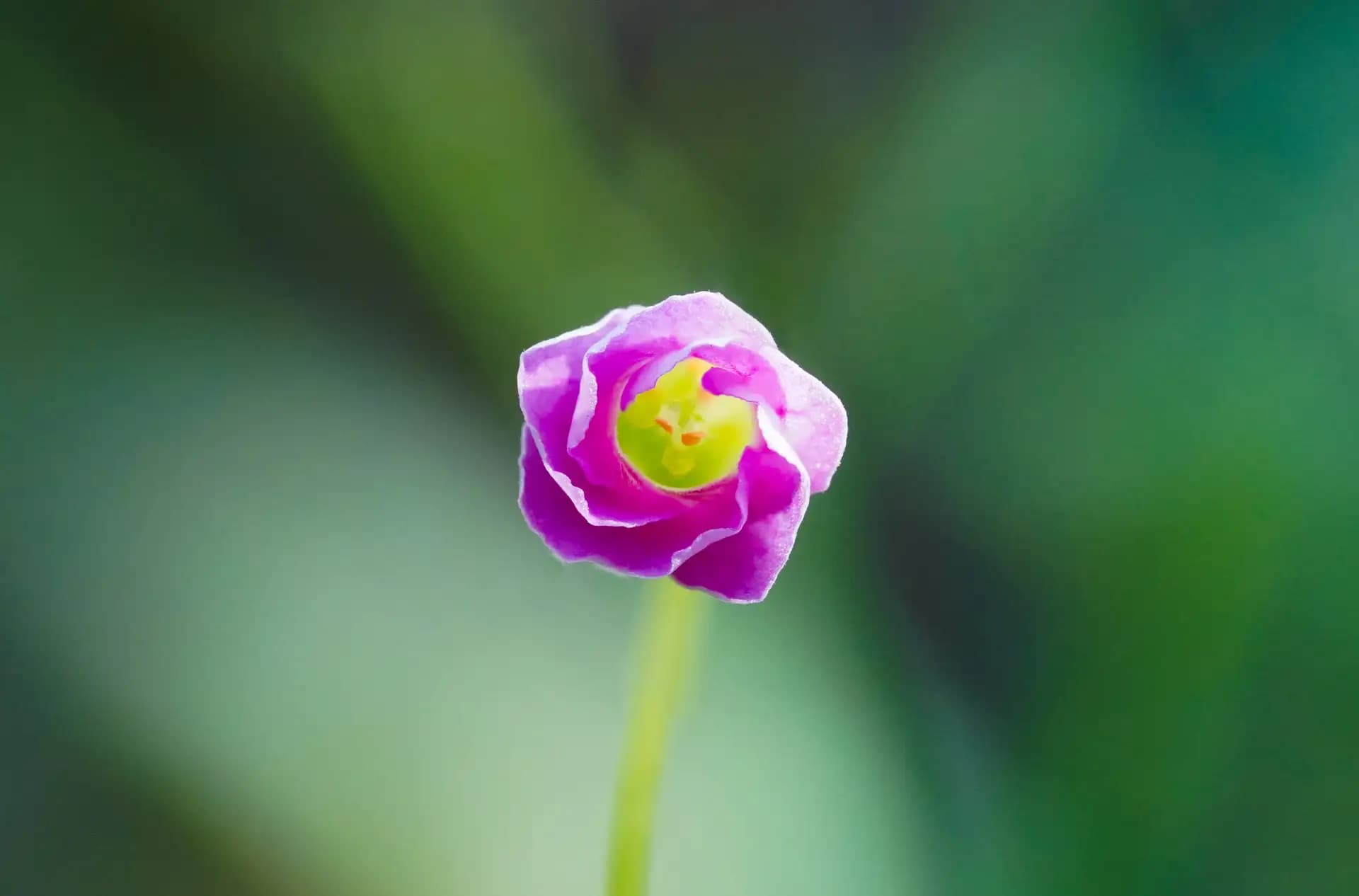 A beautiful little flower..