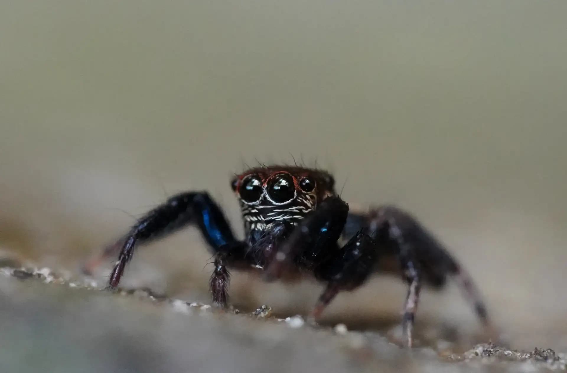 I spotted this tiny little guy in the garden.