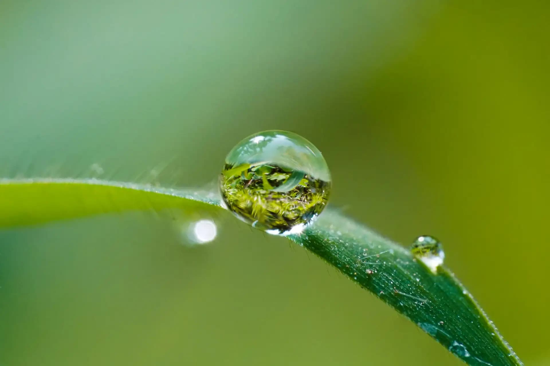 A tiny little dew drop on a leaf.
