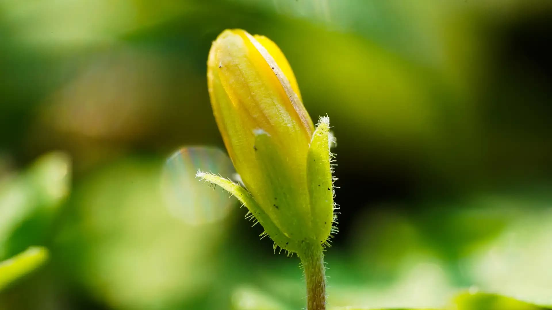 A tiny little flower..