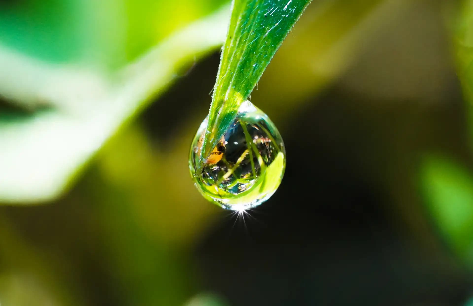 A shiny dew drop in the garden..