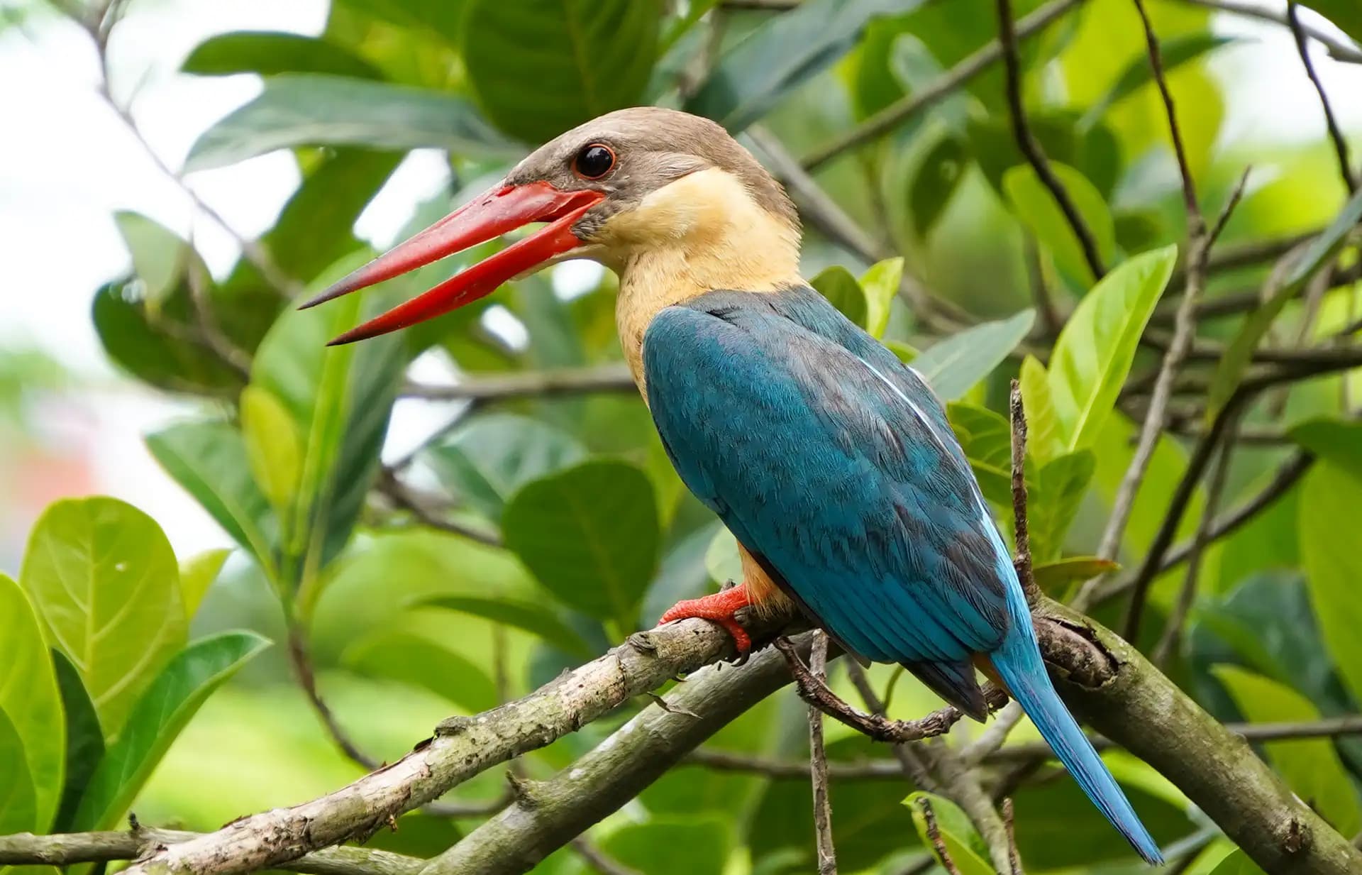 I spotter this stork-billed kingfished sitting on a tree.