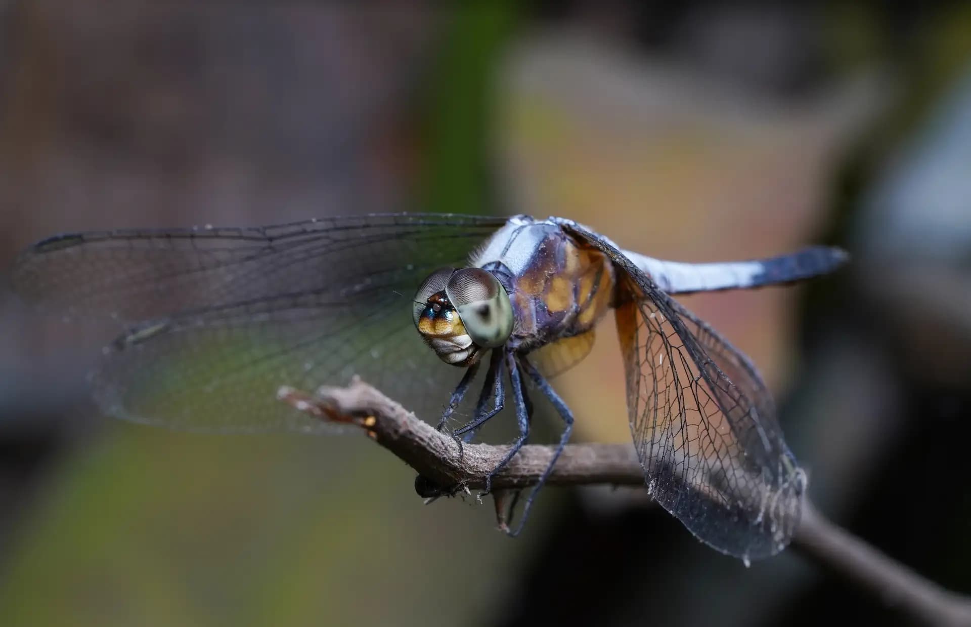 The beautiful butterfly posing for a photo..