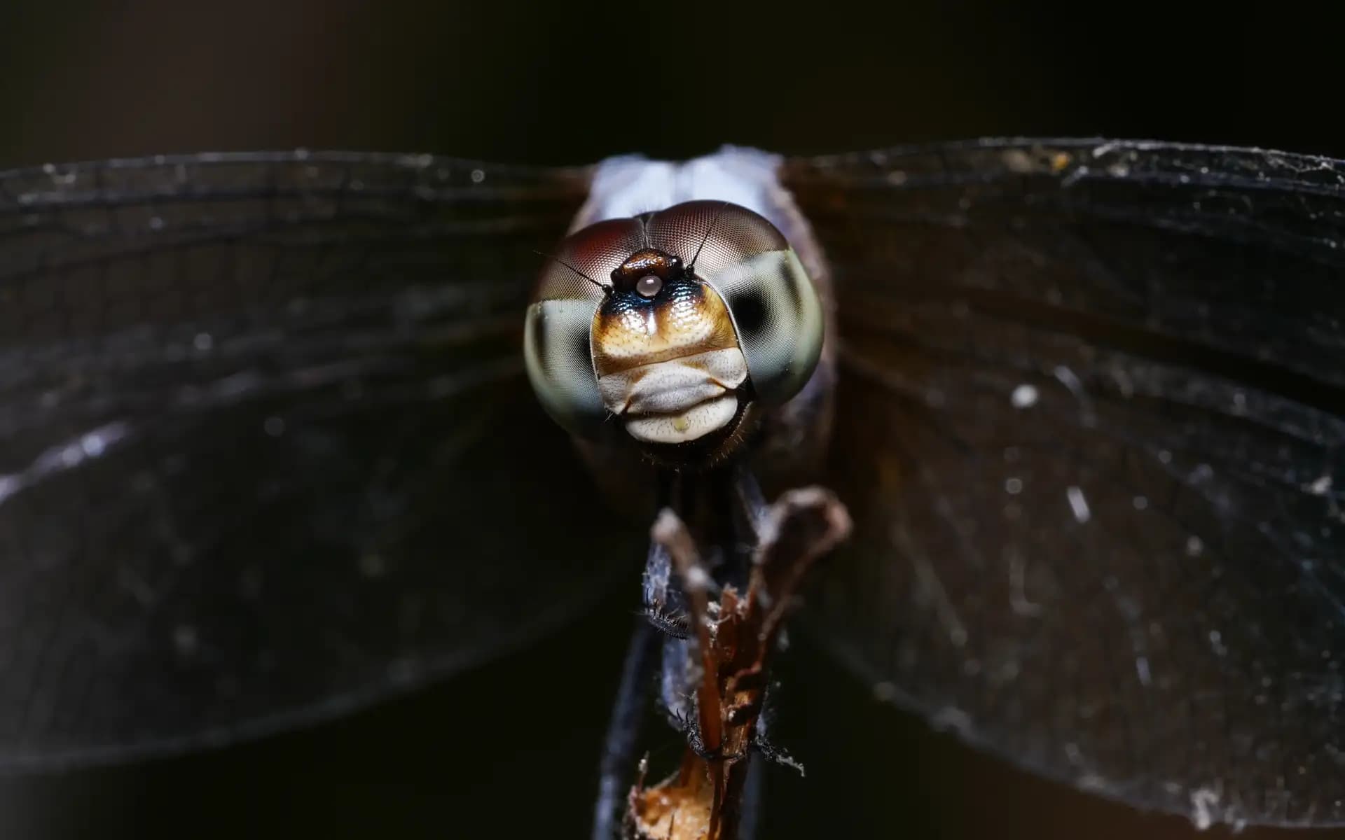 The beautiful butterfly posing for a photo..