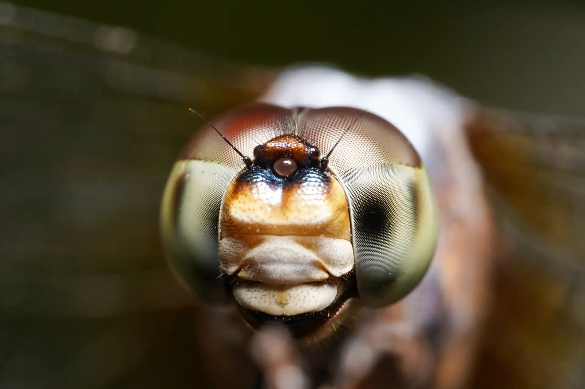 The beautiful butterfly posing for a photo..