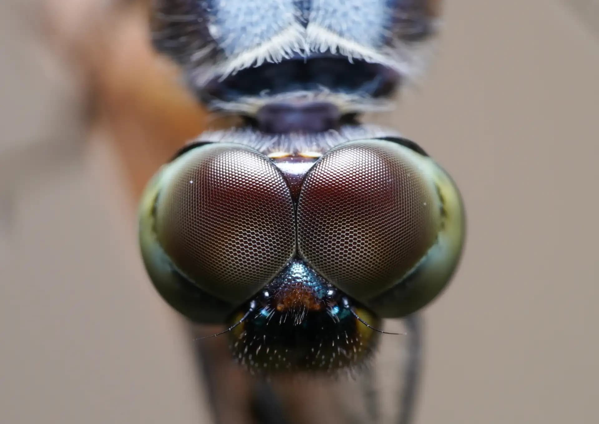 The beautiful butterfly posing for a photo..