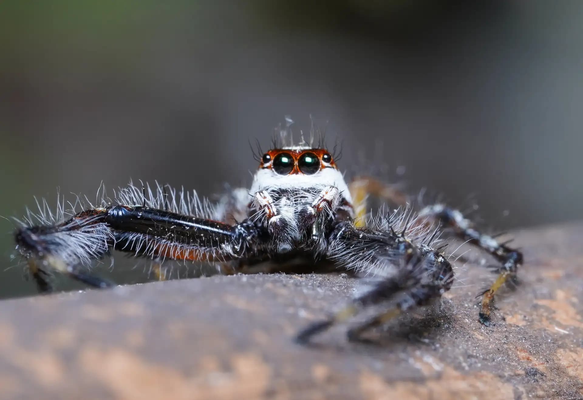 This little jumping was having a staring contest with me.