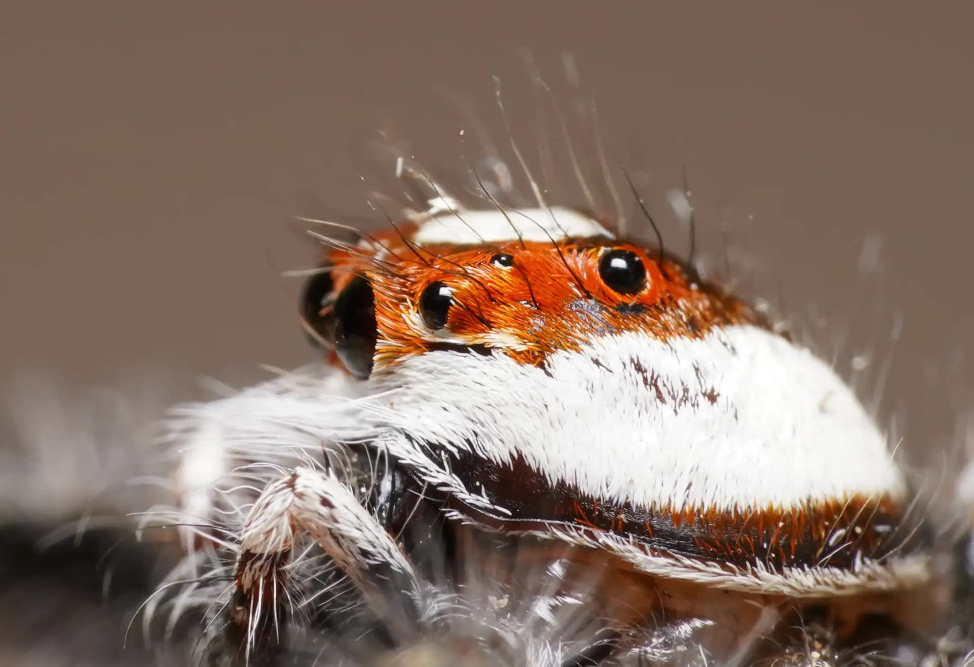 An extreme closeup shot of this two striped jumping spider.