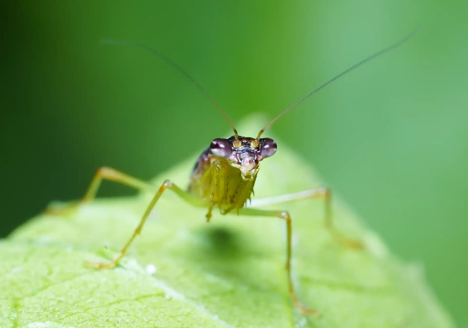 I found this tree cricket was having a staring contest with me.