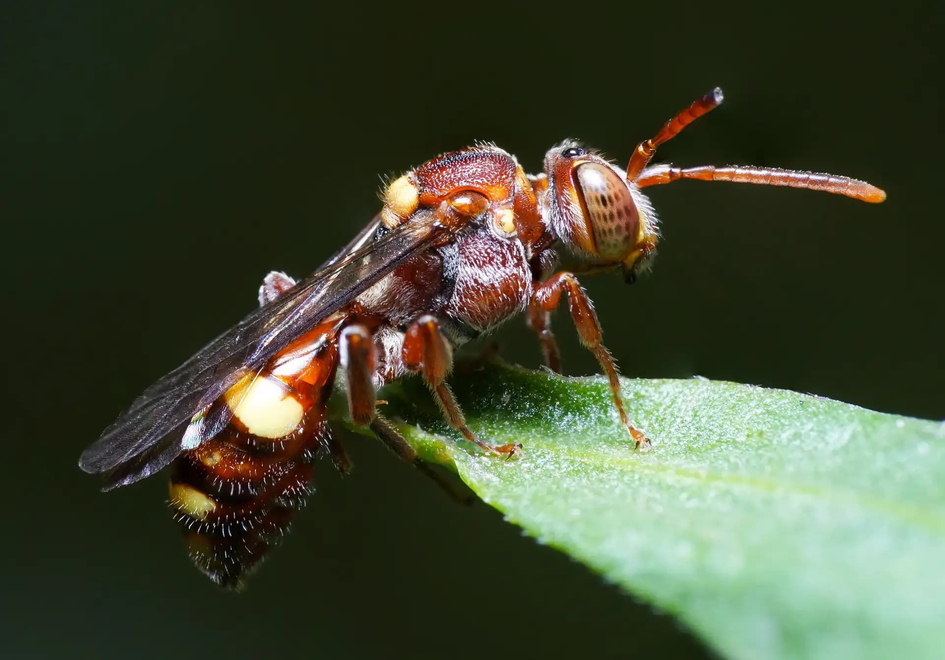 Look at this beautiful bee.
