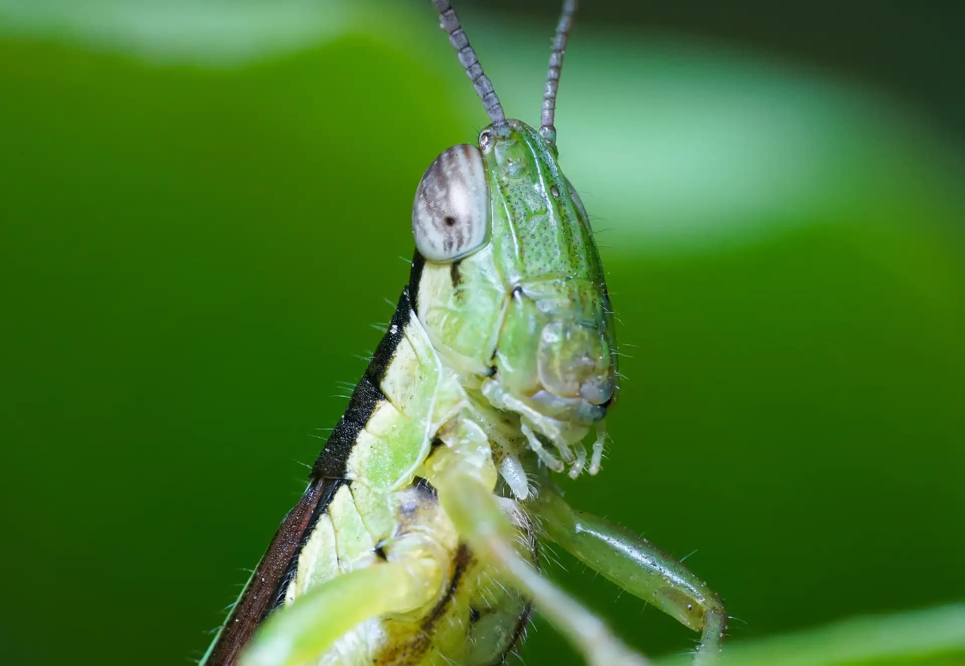 Look at this majestic grasshopper.