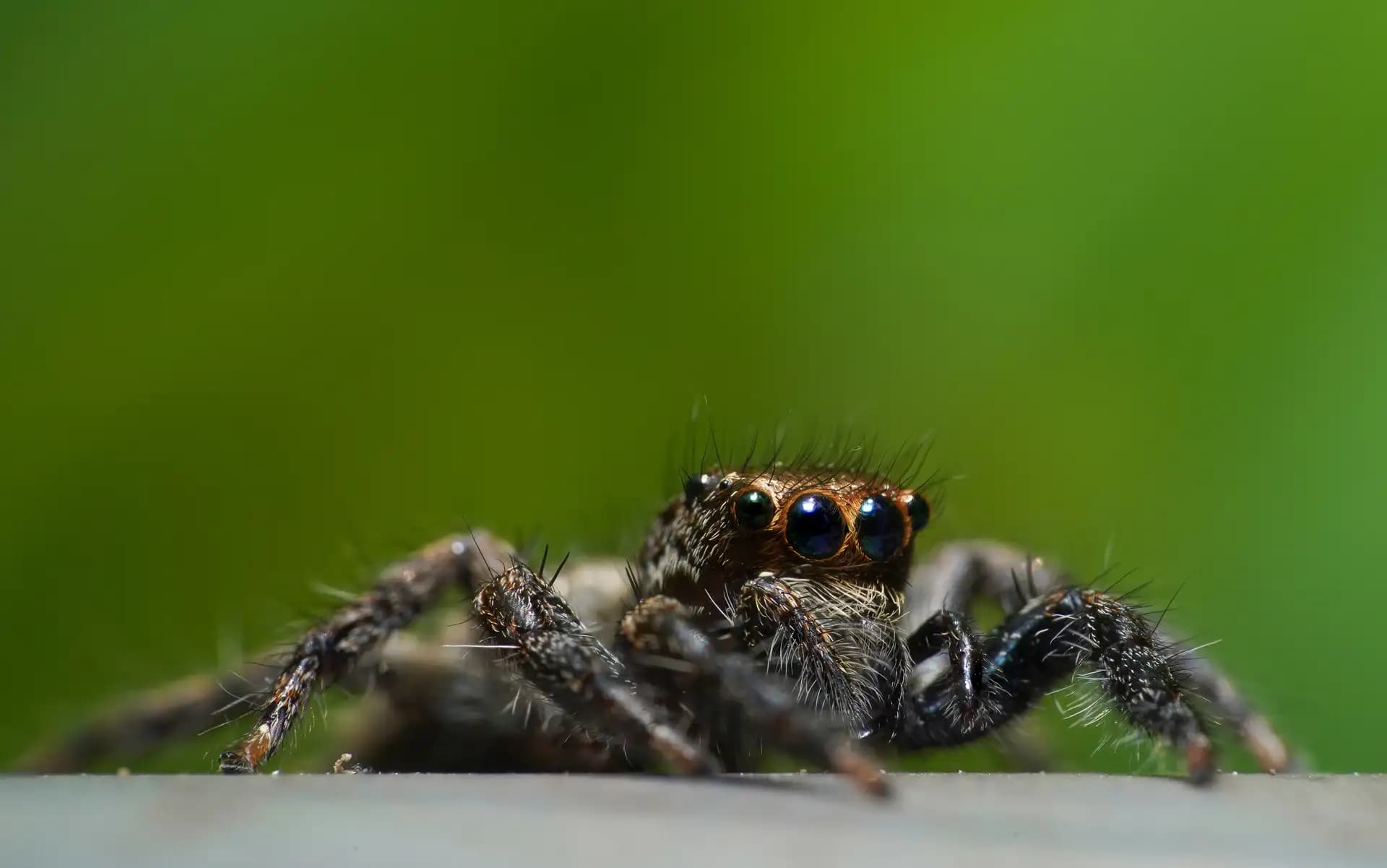 A beautiful jumping spider posing for a photo..
