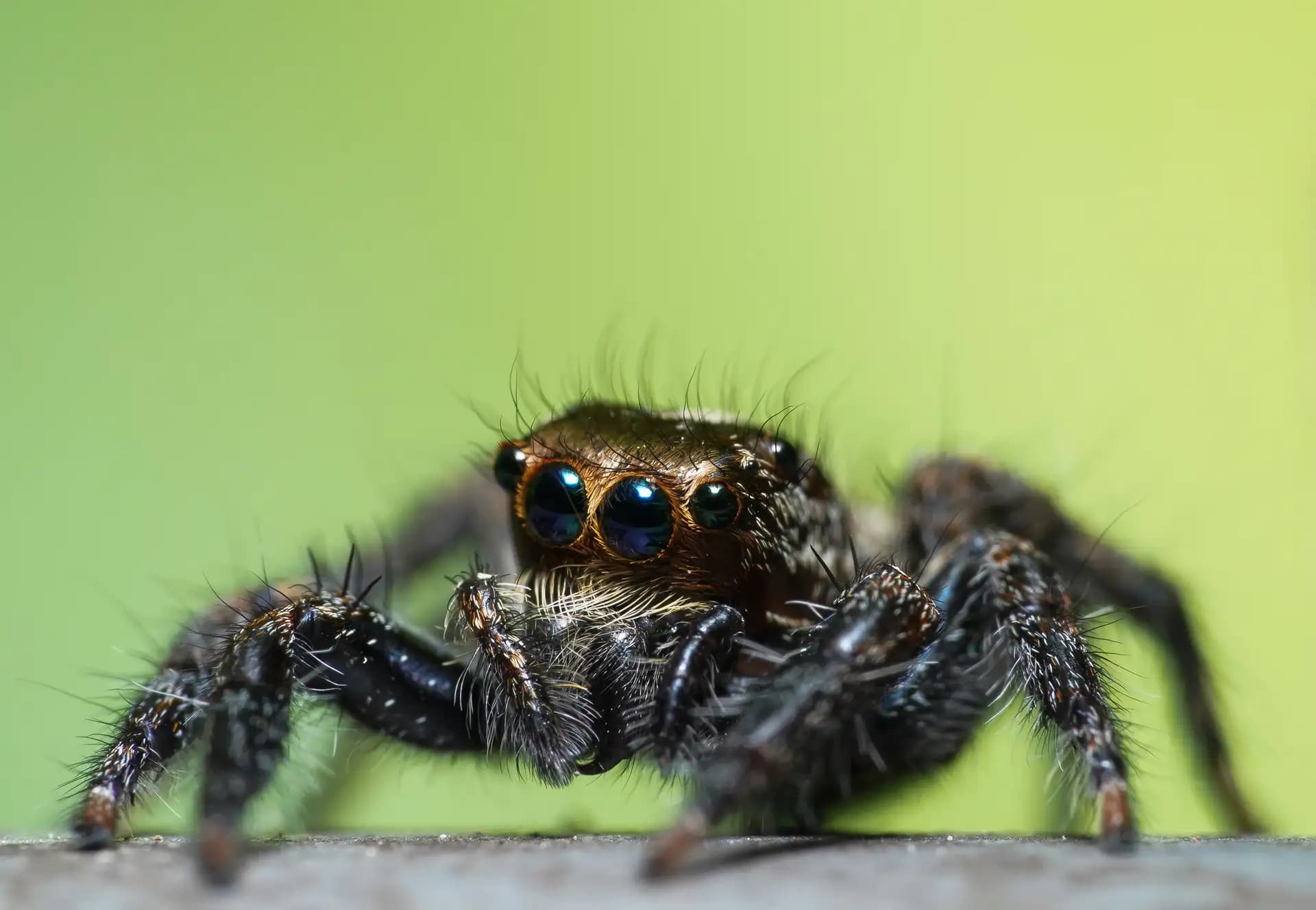 A beautiful jumping spider posing for a photo..